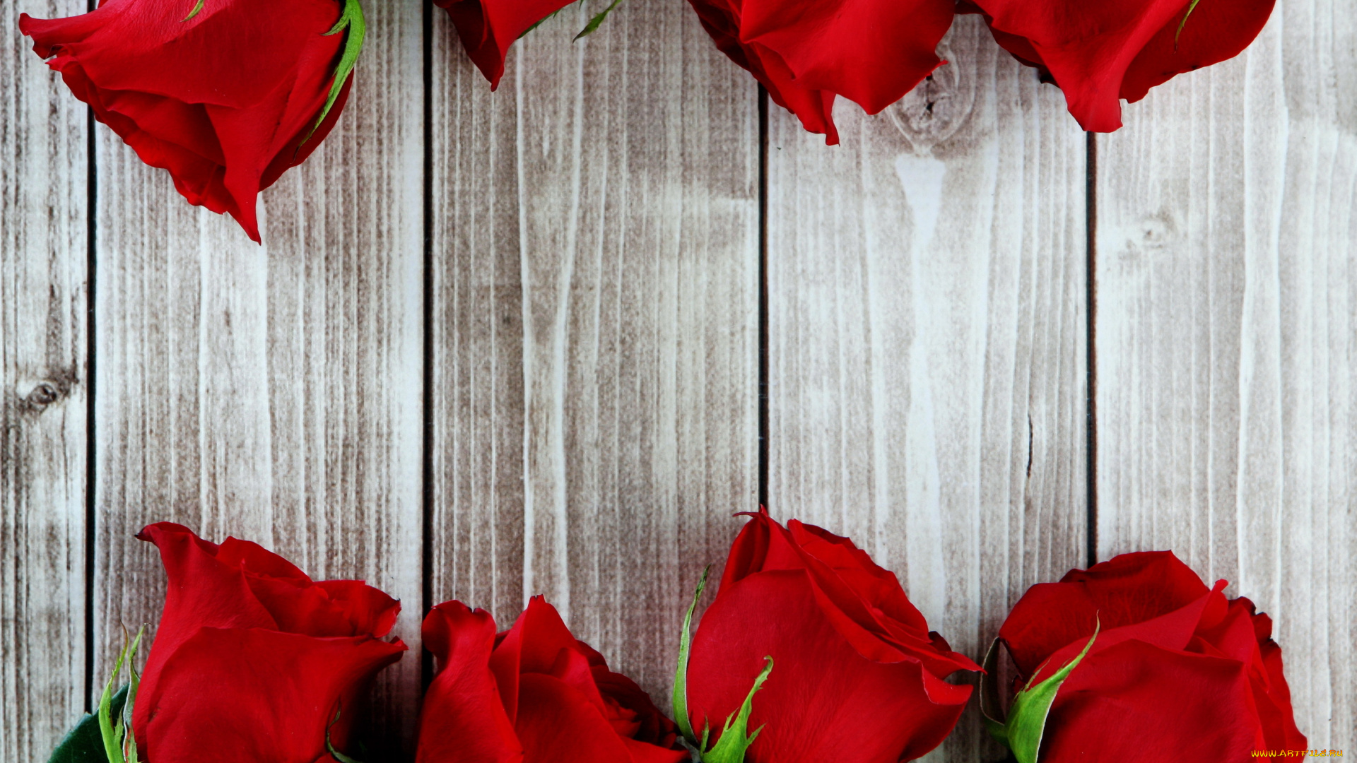 цветы, розы, roses, красные, flowers, bud, wood