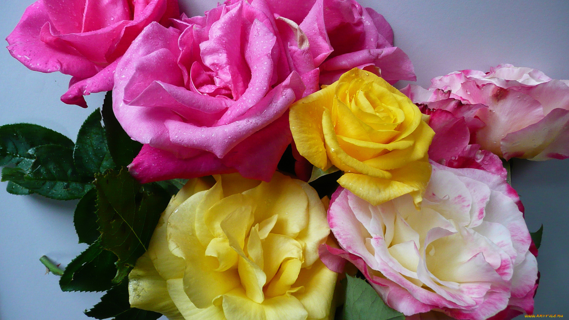 цветы, розы, роза, букет, лепестки, капли, вода, макро