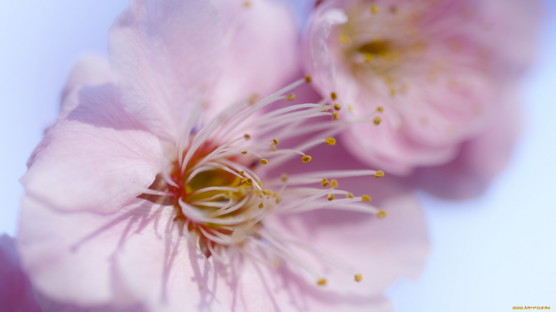 цветы, сакура, , вишня, лепестки, макро, нежность, красота, розовые, тычинки