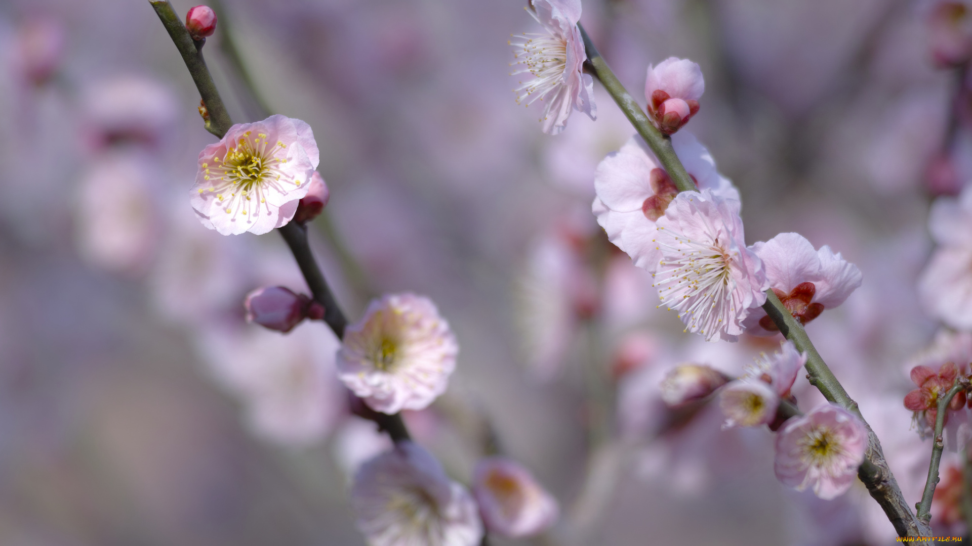 цветы, сакура, , вишня, розовые, ветки, макро, takaten