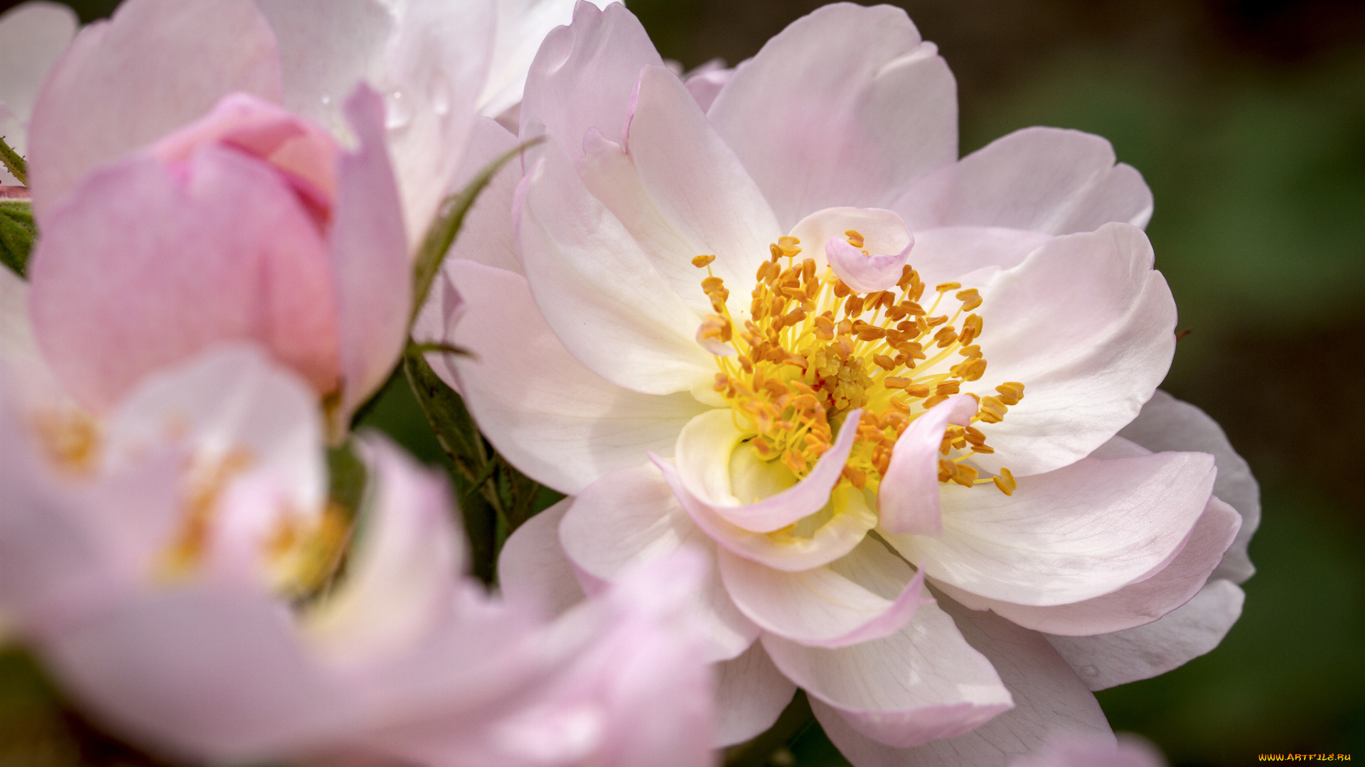 цветы, шиповник, макро, лепестки, тычинки, кремовые, нежные