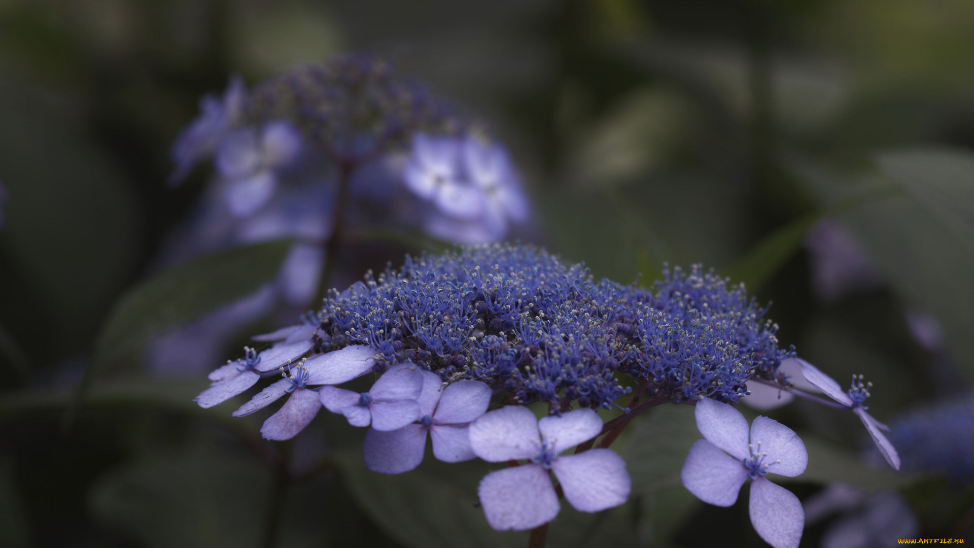 цветы, сиреневые, макро, takaten