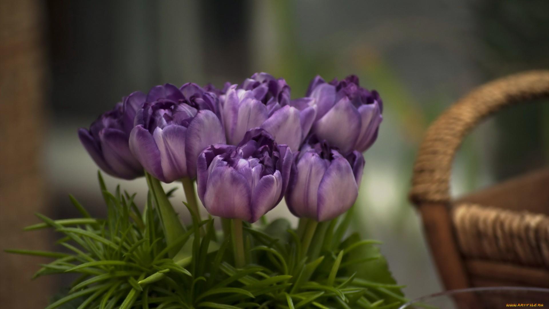 цветы, тюльпаны, фон