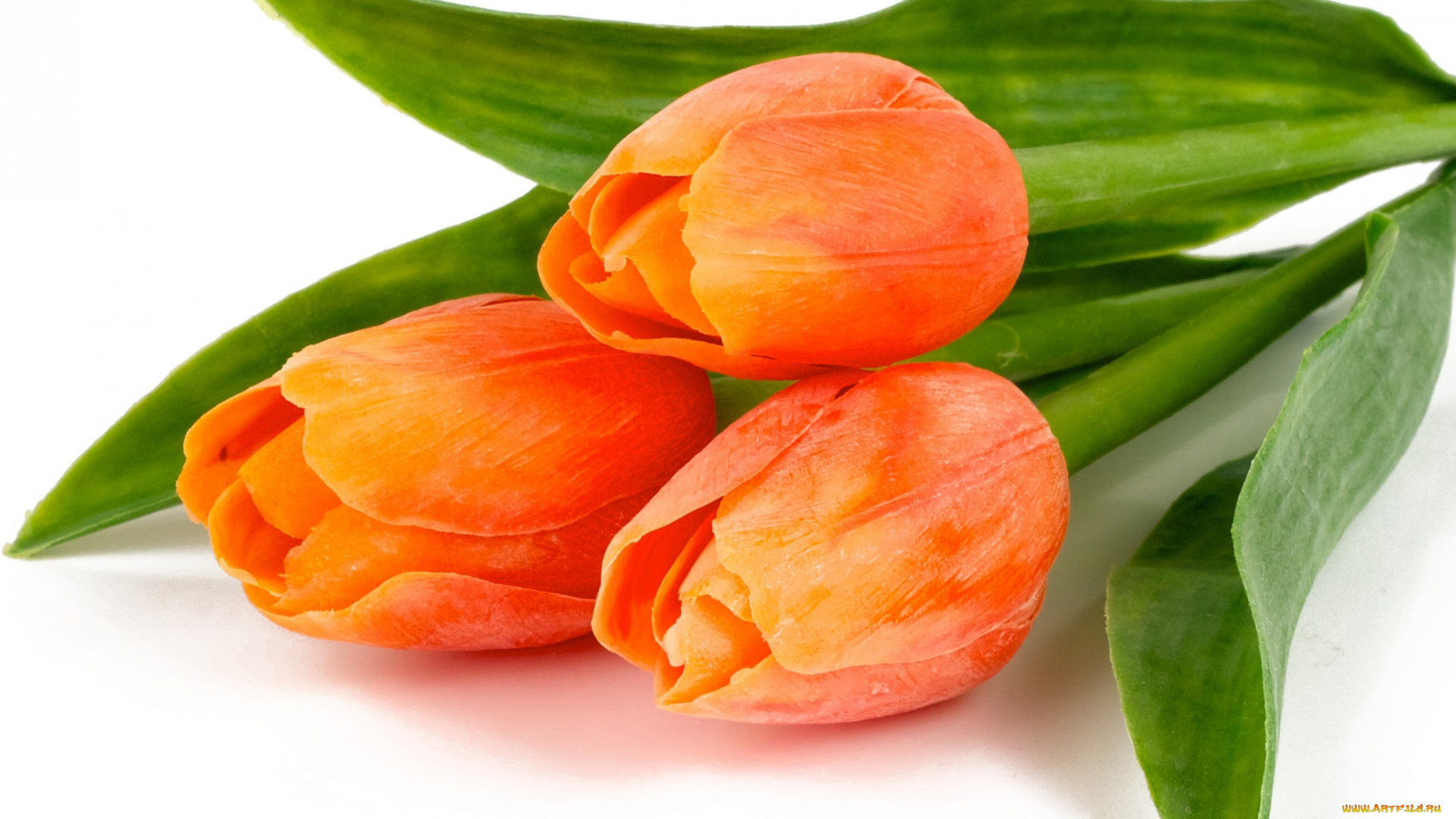 цветы, тюльпаны, красота, листья, orange, fire, bouquet, bright, flowers, tulips, лепестки, букет, оранжевые, огненные, яркие, beauty, petals