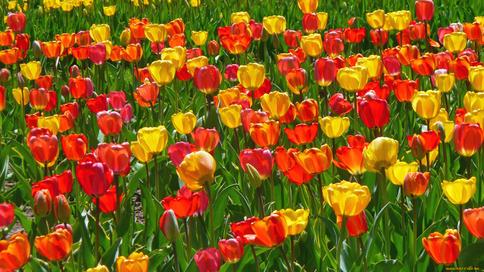 цветы, тюльпаны, природа, лепестки, луг