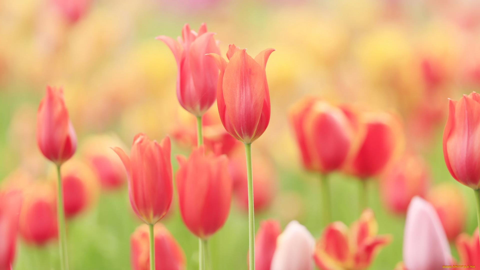 цветы, тюльпаны, природа, лепестки, луг, поле