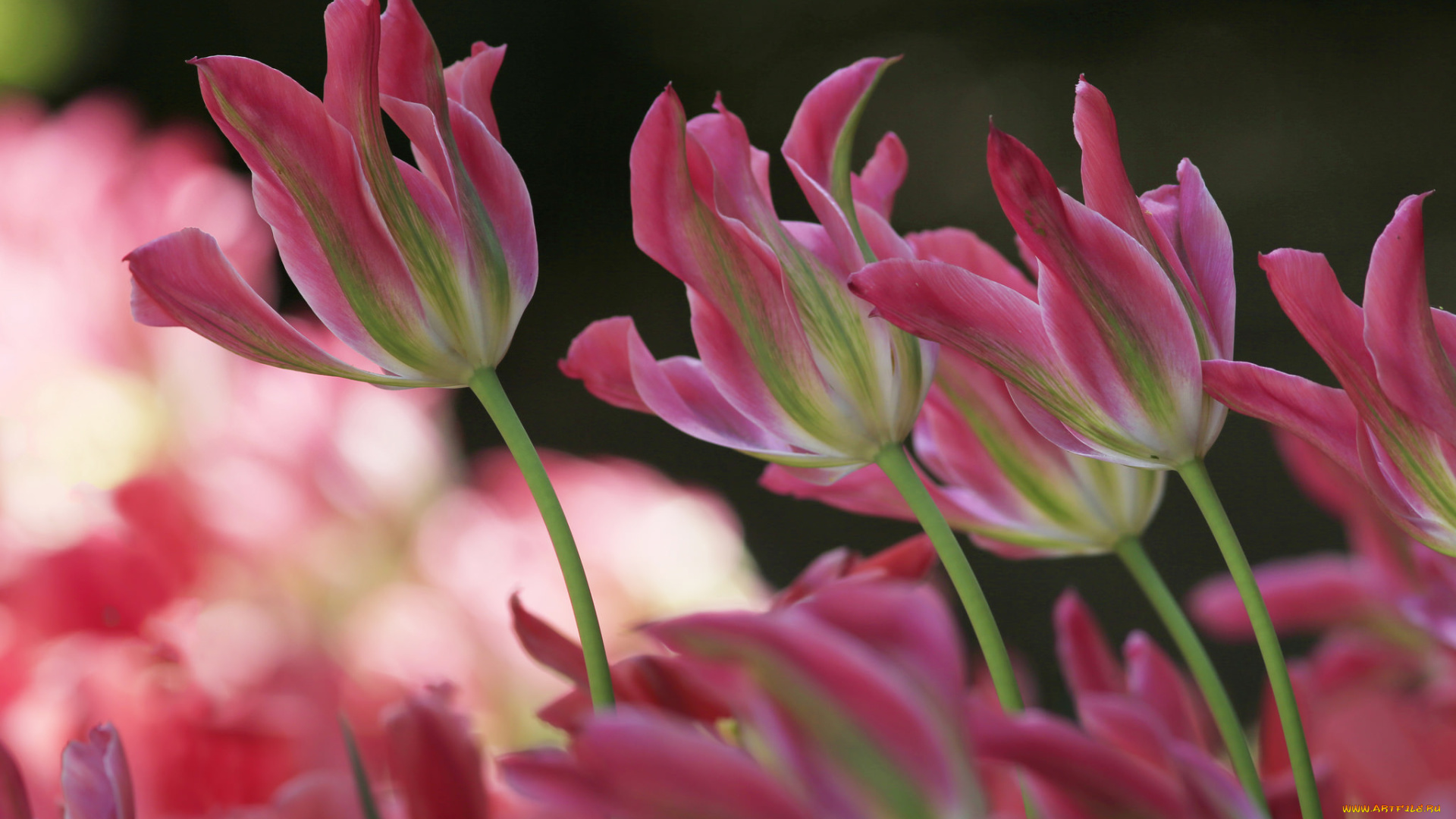 цветы, тюльпаны, стебель, луг, листья, лепестки, природа, сад