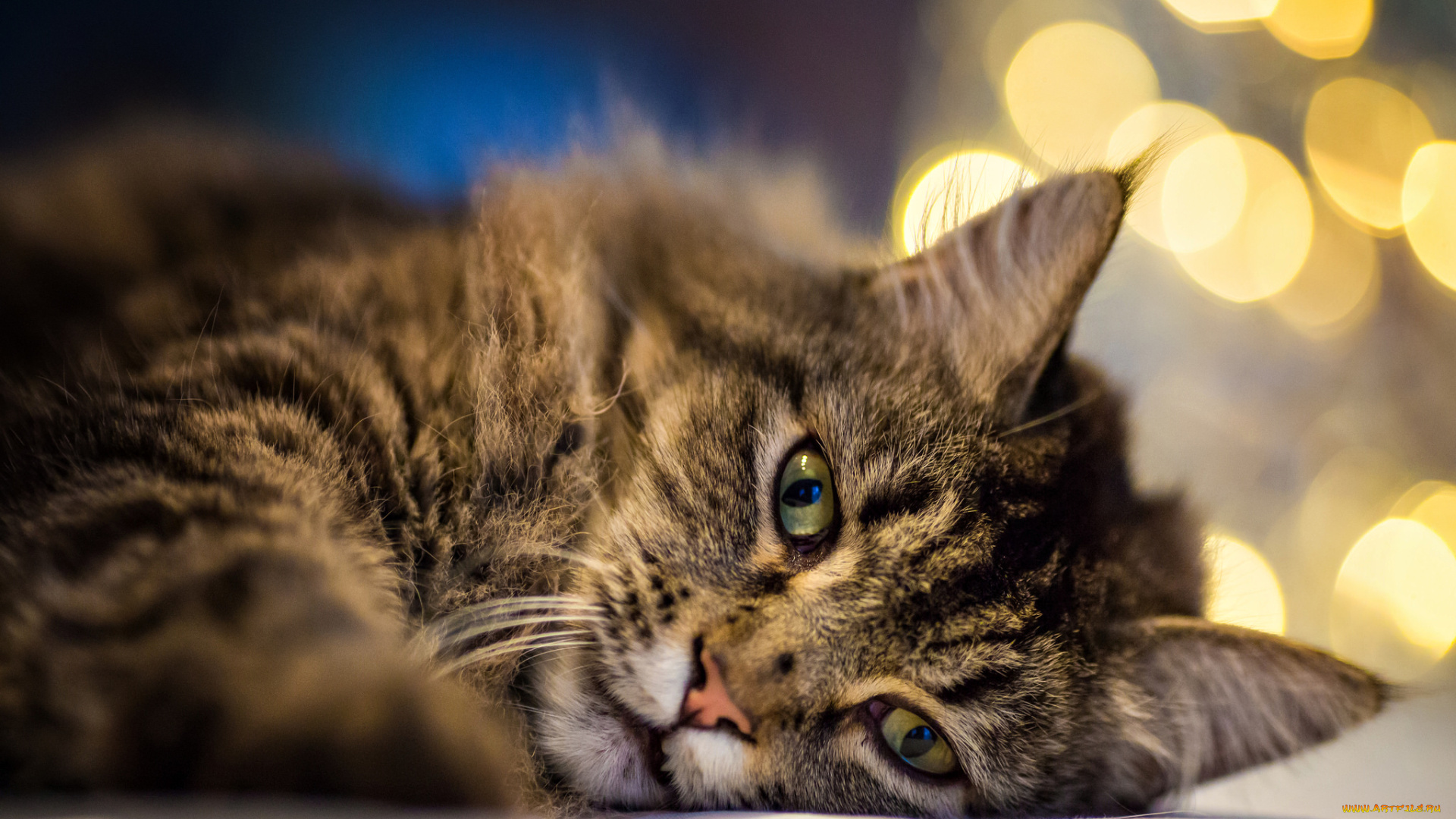 животные, коты, боке, кошка, взгляд