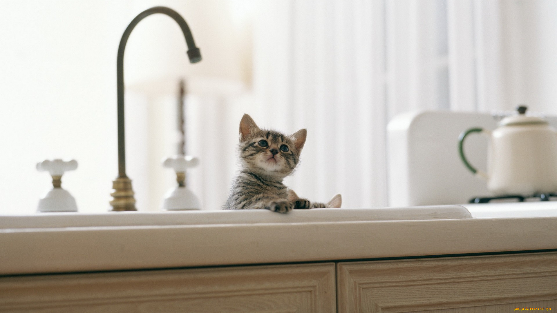 животные, коты, котенок, раковина, кран, мебель, кухня