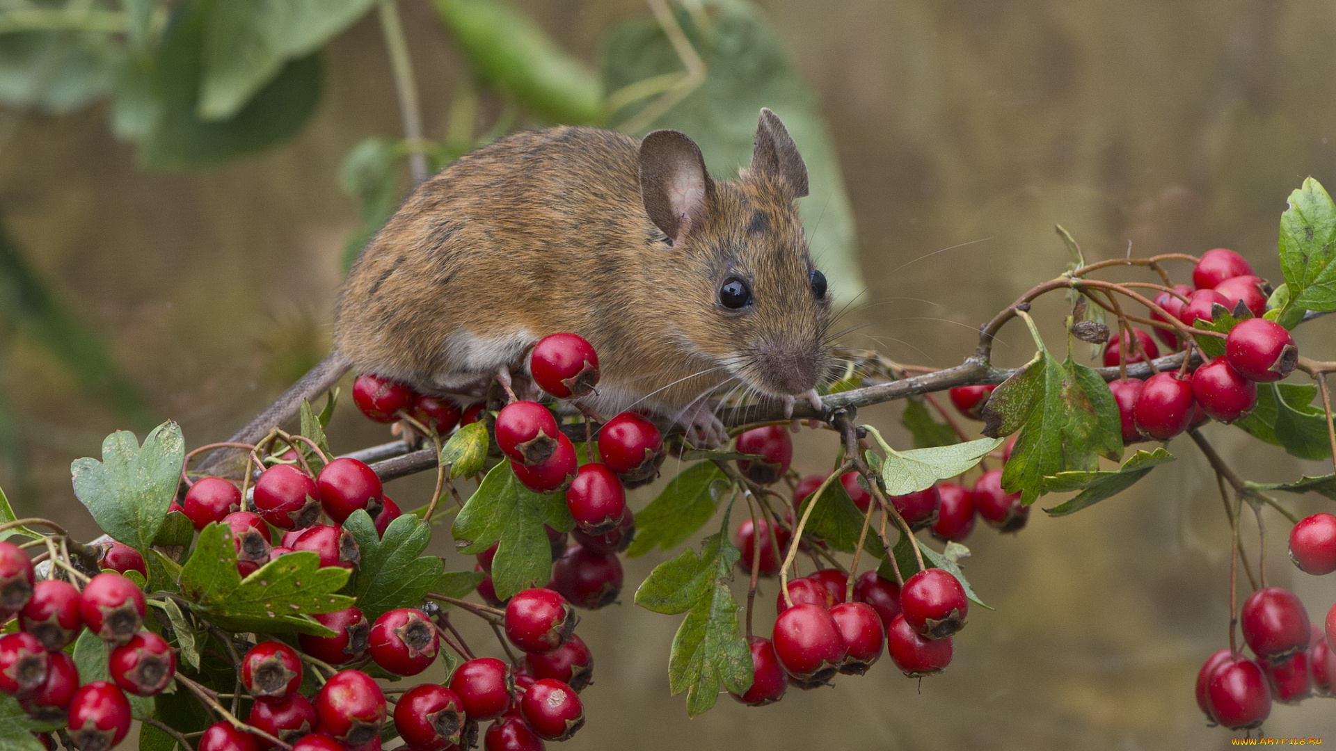 животные, крысы, , мыши, мышка