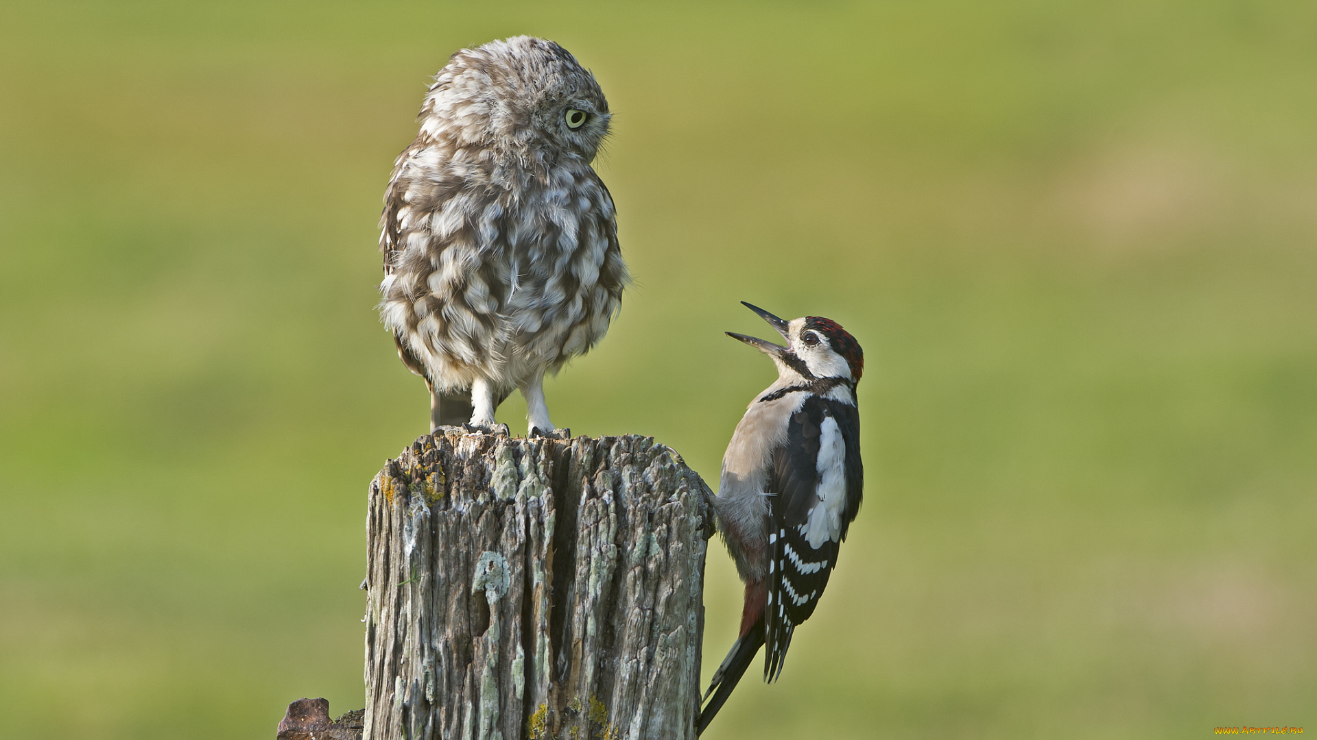 животные, птицы, дятел, сова