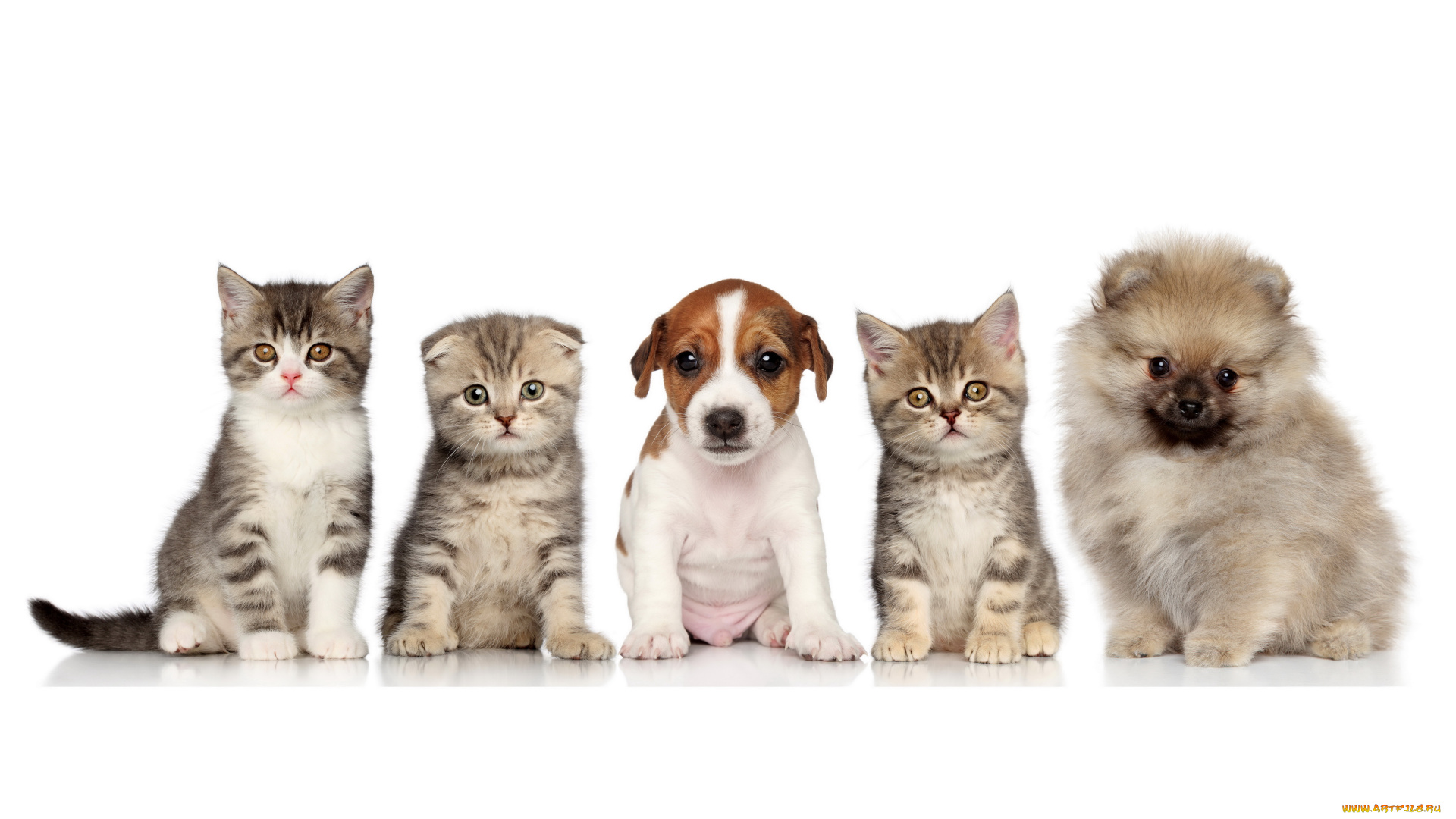 животные, разные, вместе, шпиц, щенки, котята, собака, бигль