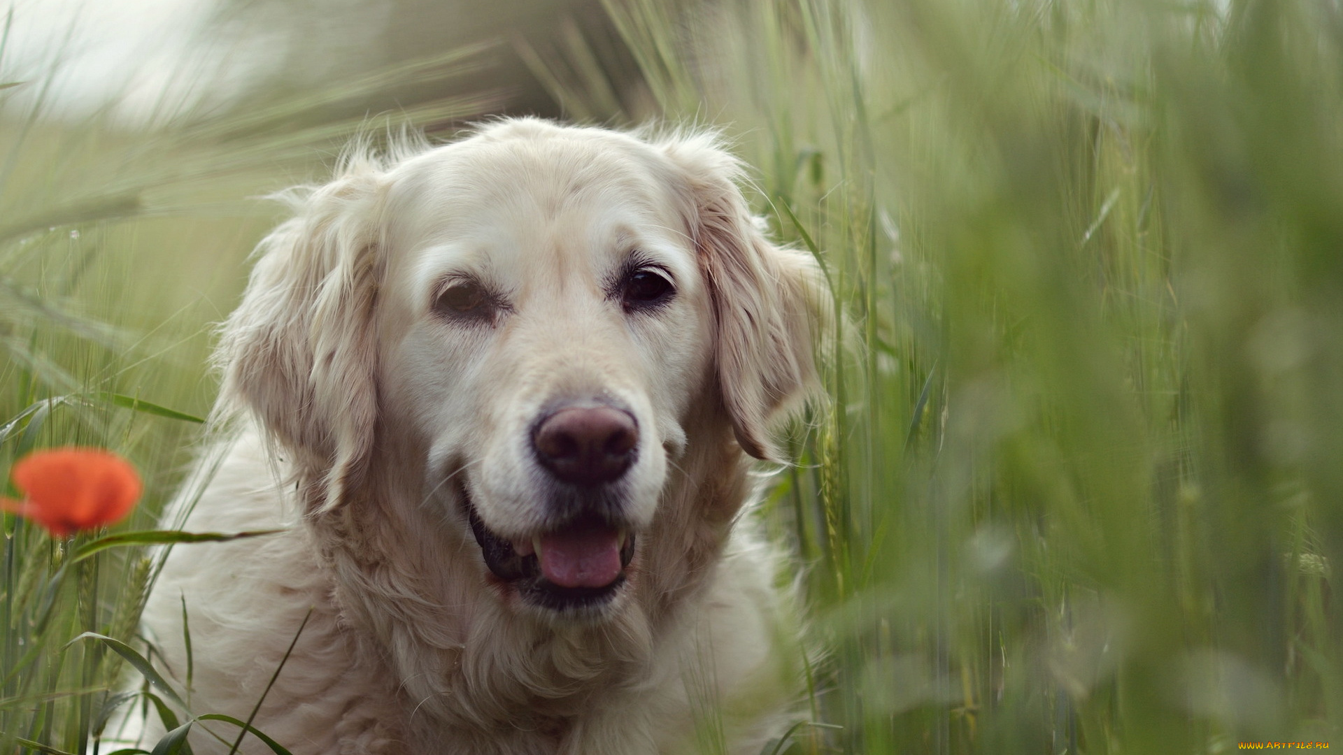 животные, собаки, друг, собака, взгляд