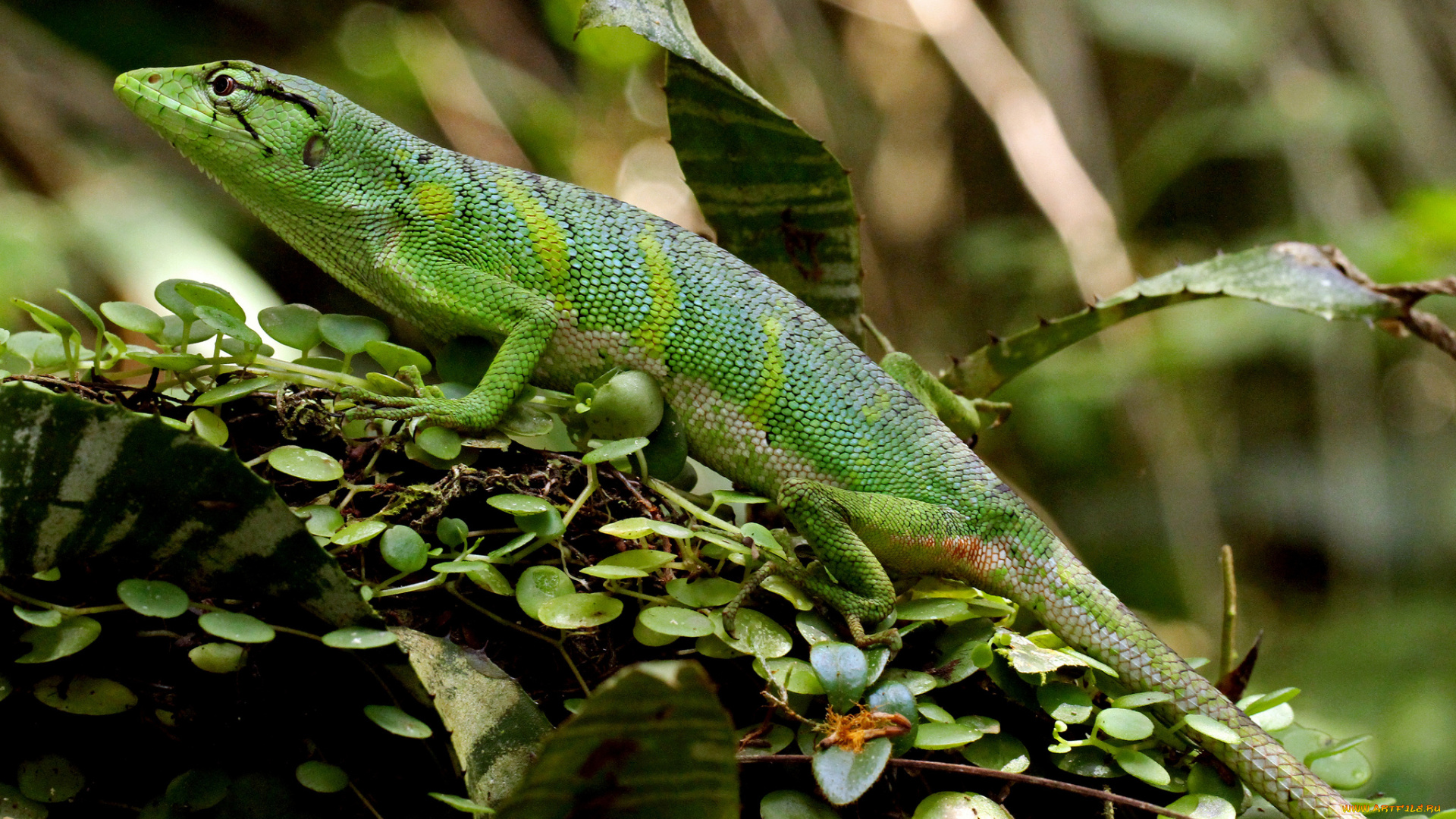 животные, Ящерицы, , игуаны, , вараны, ящерка