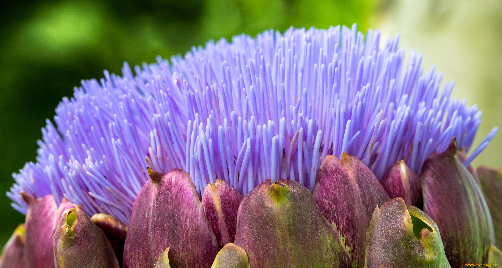 цветы, макро, сиреневый, цветок