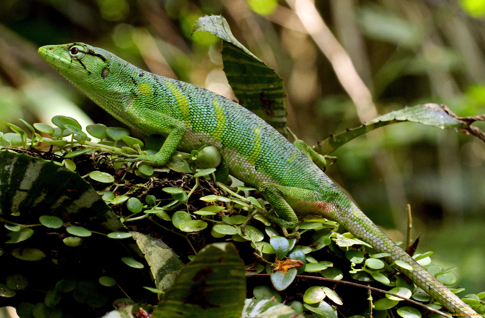 животные, Ящерицы, , игуаны, , вараны, ящерка