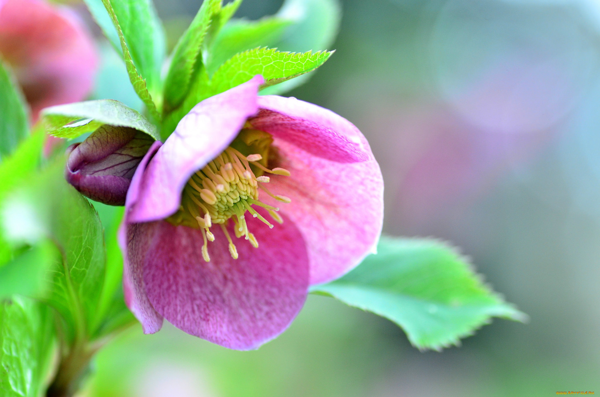 цветы, цветущие, деревья, , , кустарники, листья, фон, макро, цветок