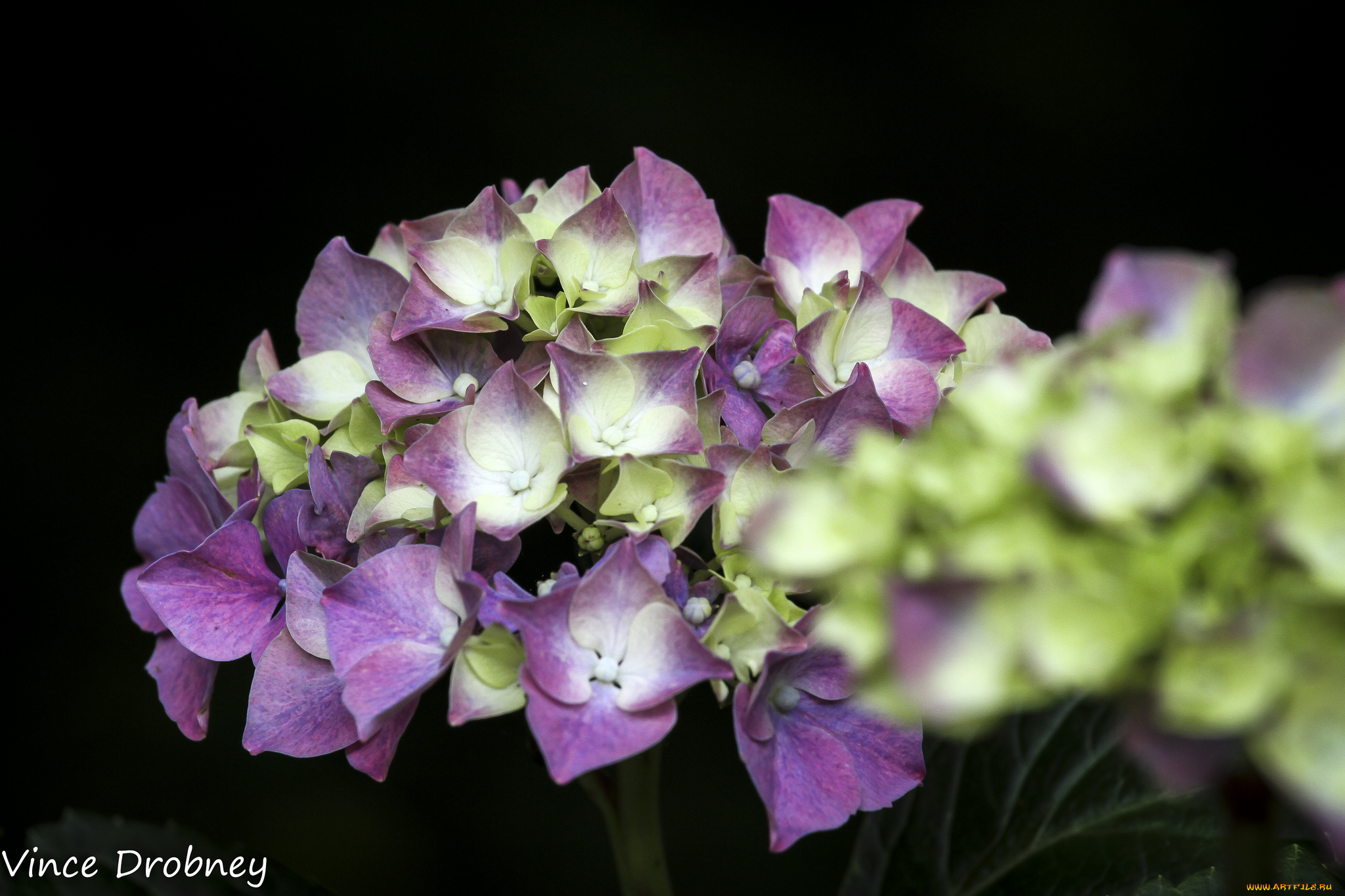 цветы, гортензия, макро