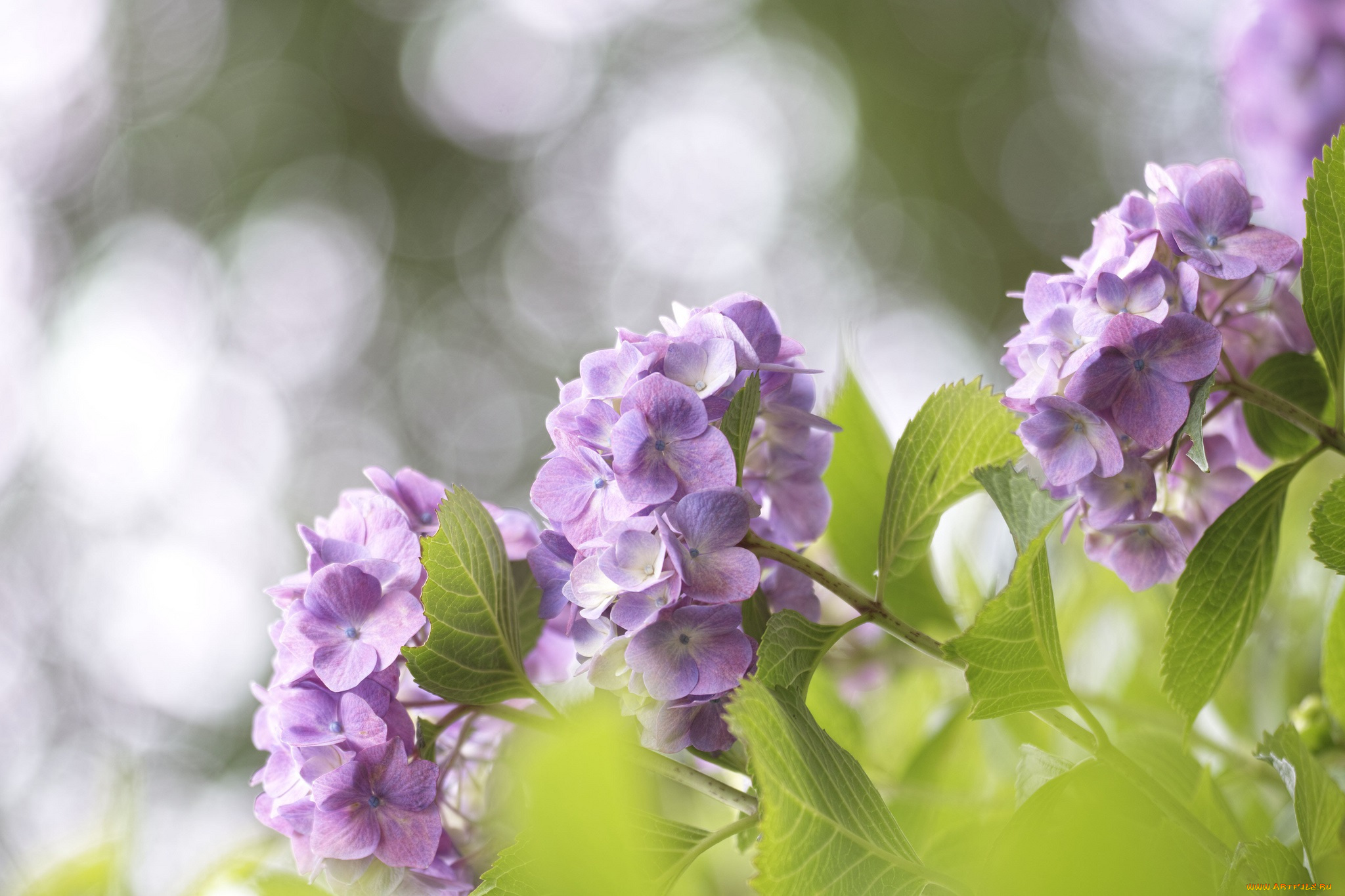 цветы, гортензия, ярко, солнечно, листья, нежно, takaten, боке, макро