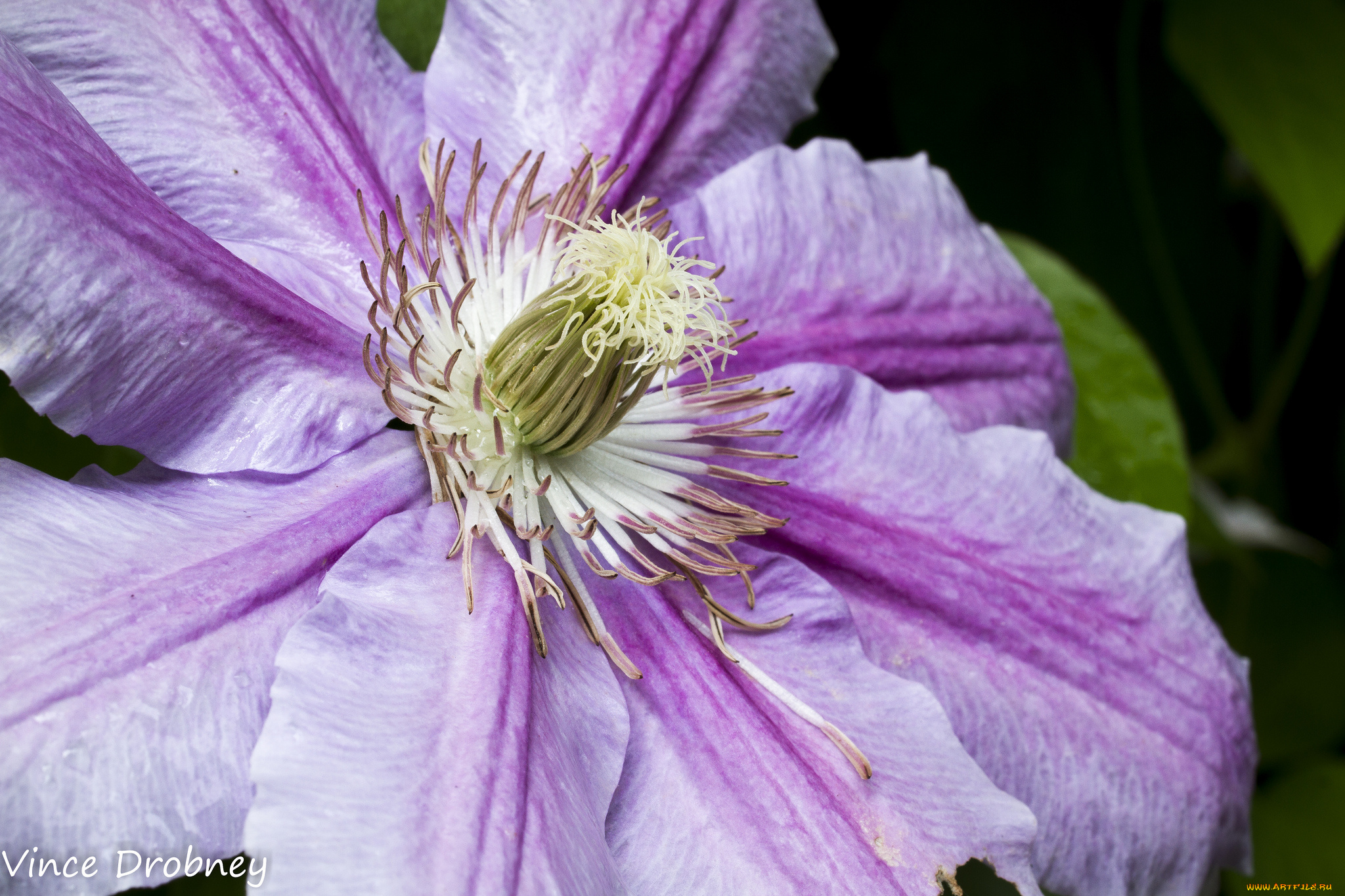 цветы, клематис, , ломонос, лепестки, цветок, климатис, розовый