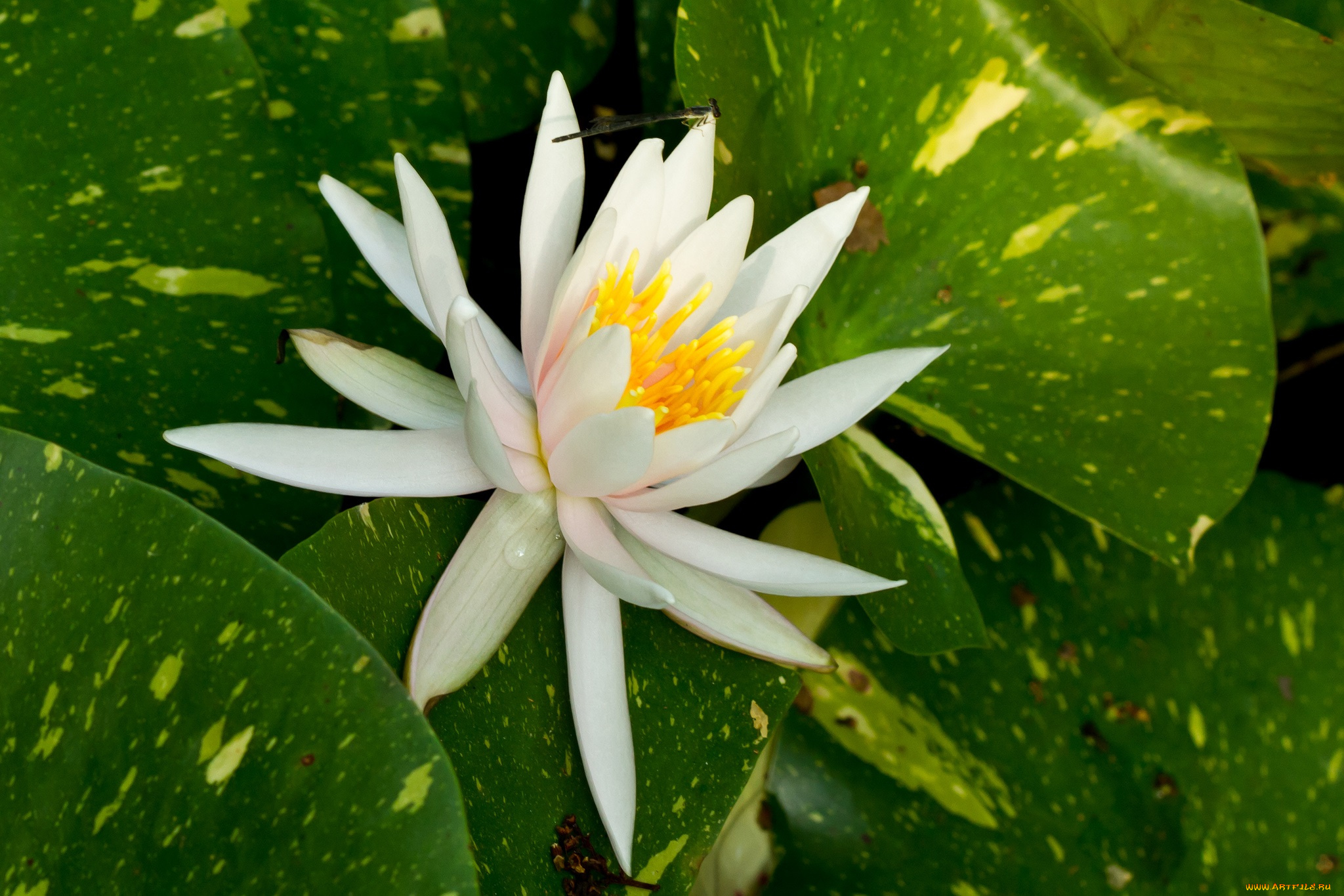 цветы, лилии, водяные, , нимфеи, , кувшинки, листья, белый, цветок, стрекоза, водяная, лилия
