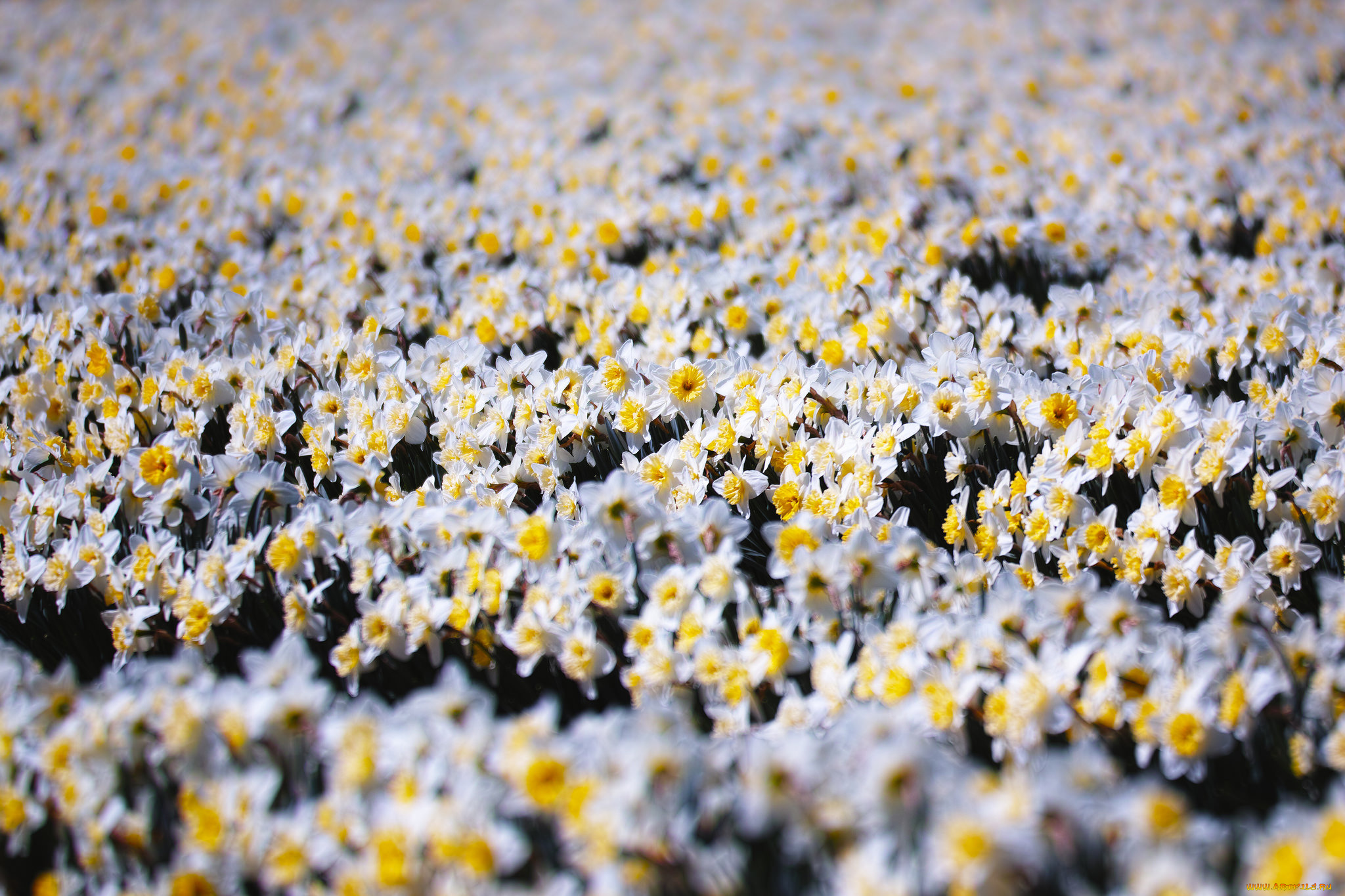 цветы, нарциссы, поле, макро, takaten
