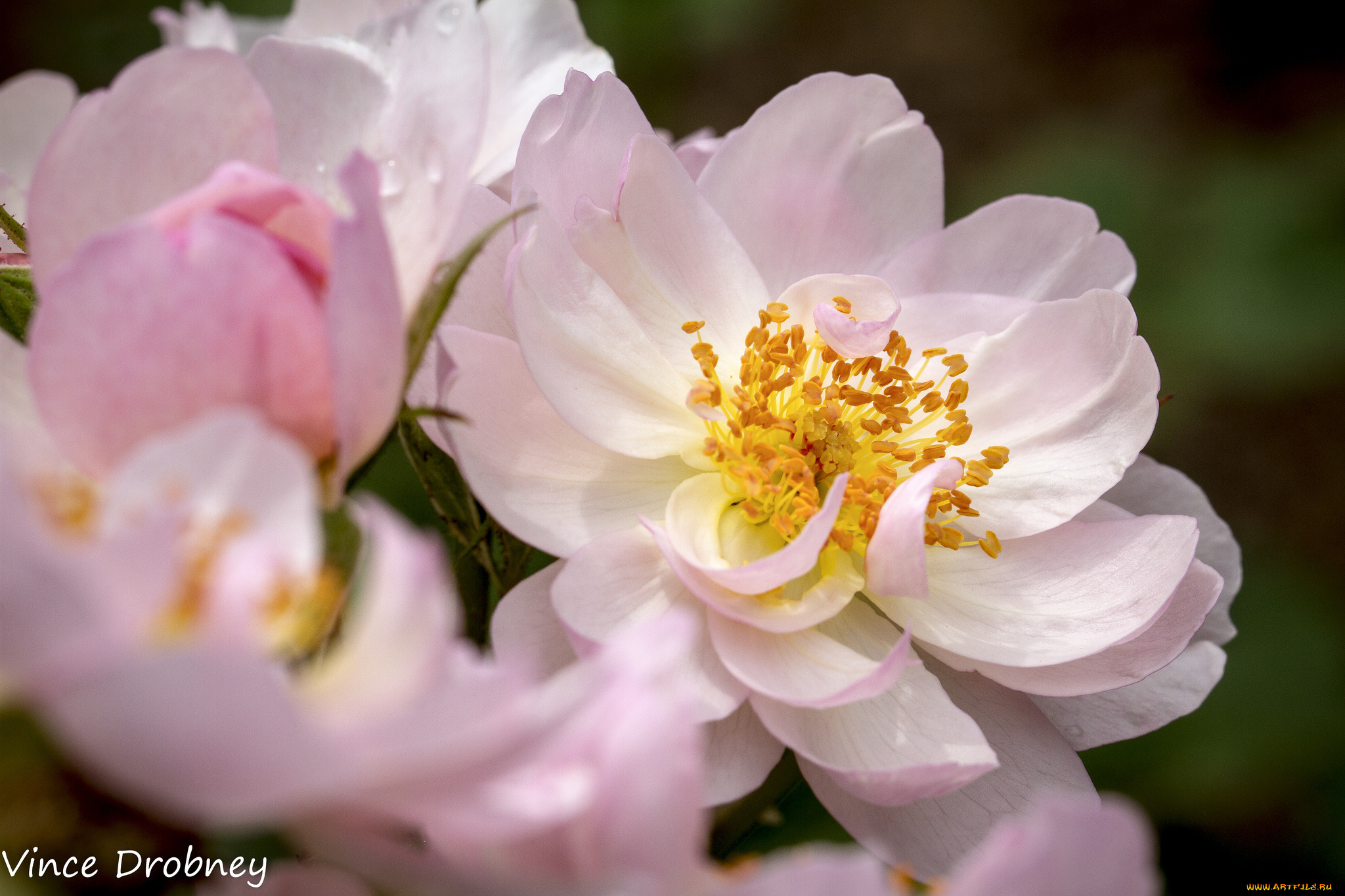 цветы, шиповник, макро, лепестки, тычинки, кремовые, нежные