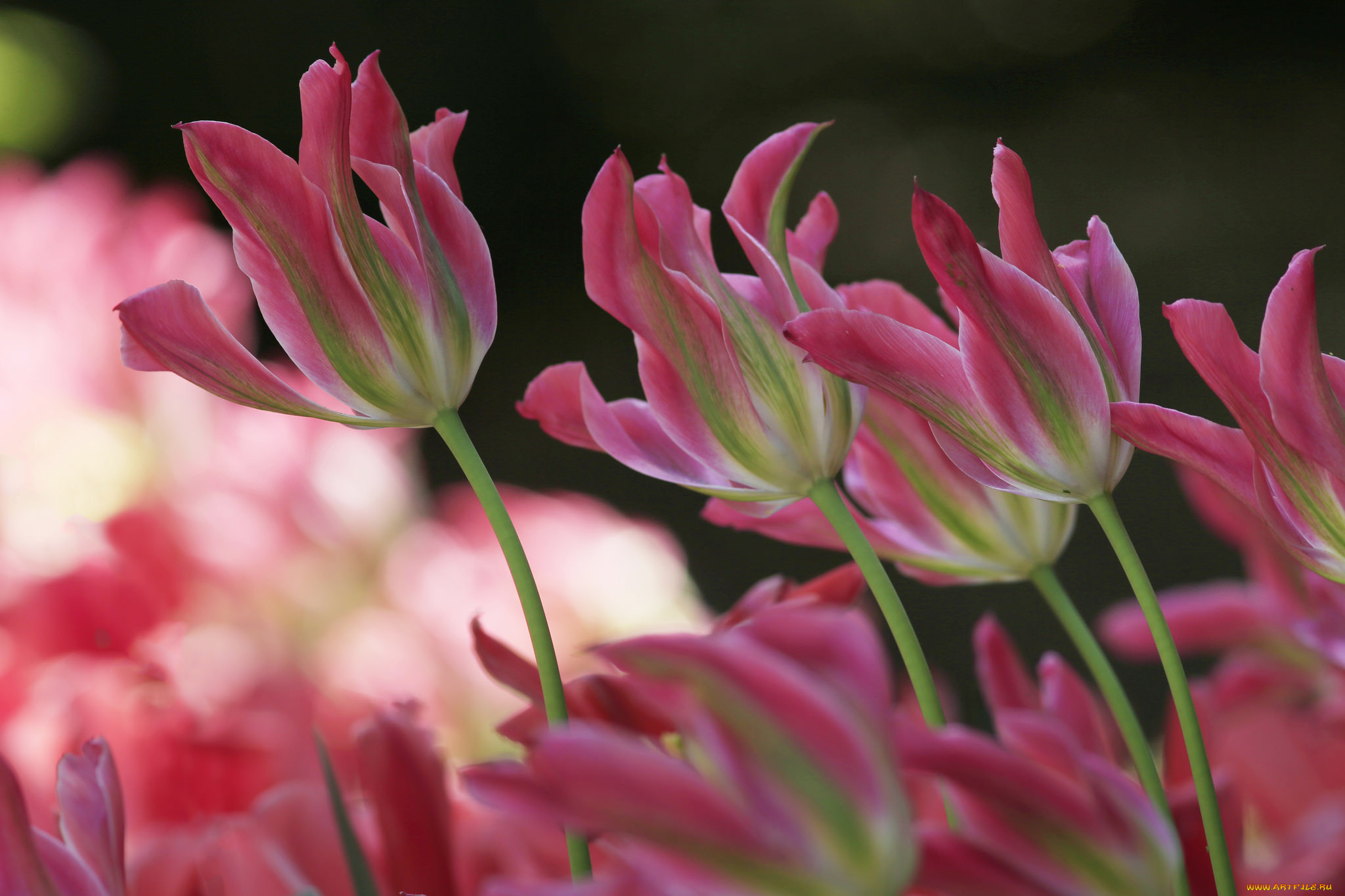 цветы, тюльпаны, стебель, луг, листья, лепестки, природа, сад