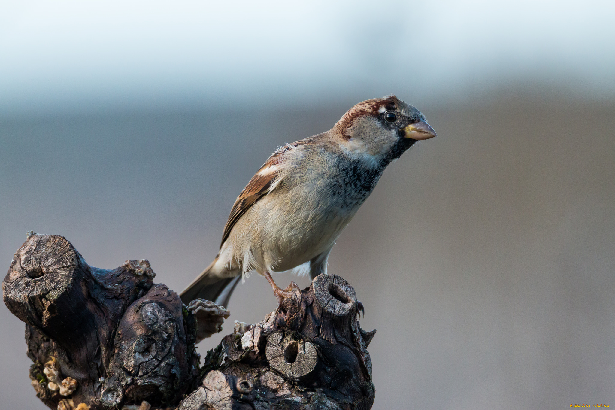 животные, воробьи, воробей
