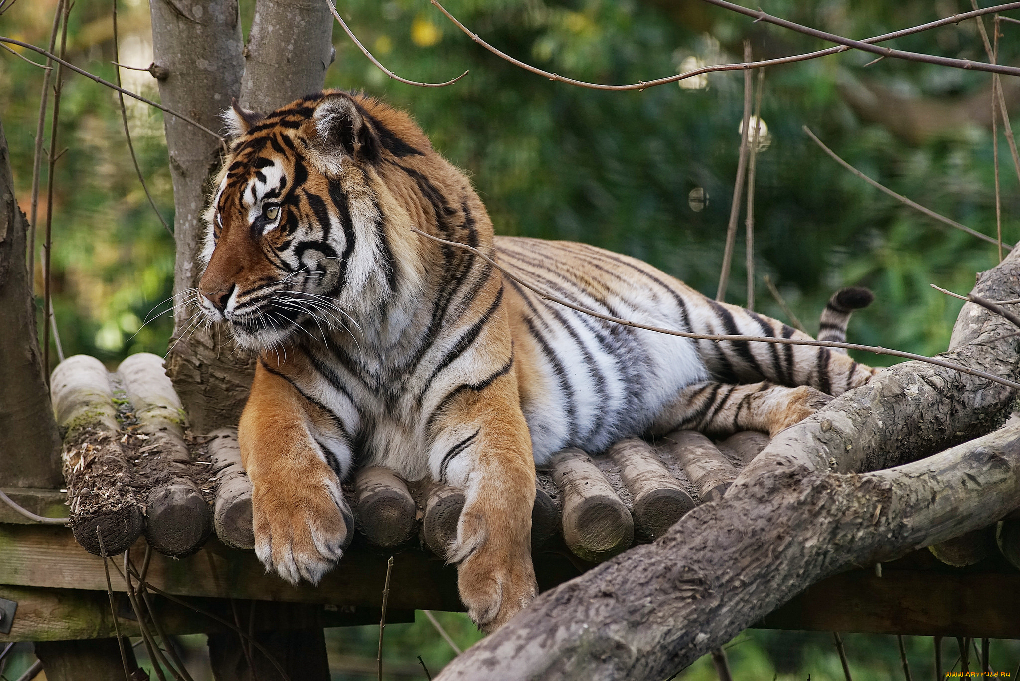 животные, тигры, тмгр