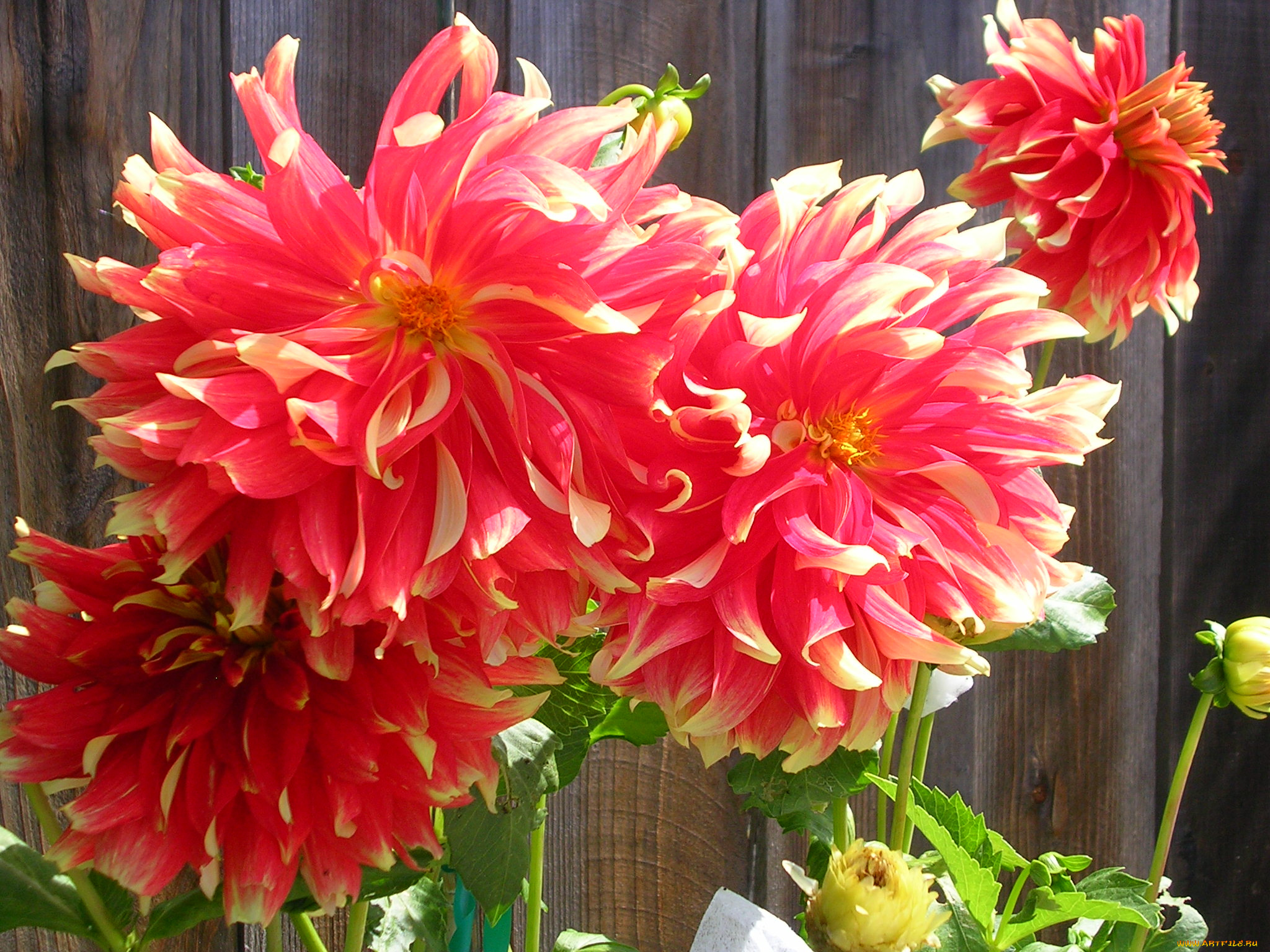 цветы, георгины, лепестки