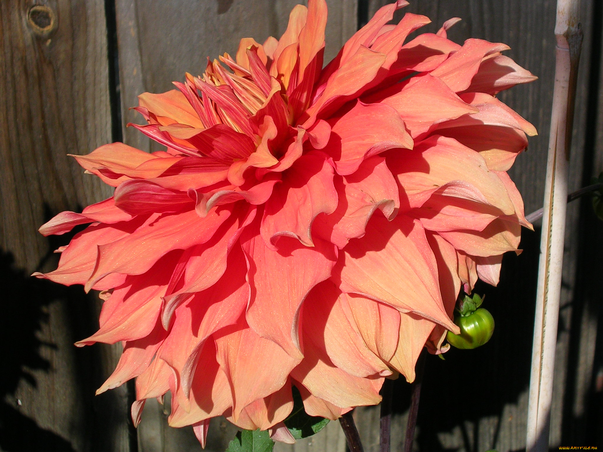 цветы, георгины, лепестки