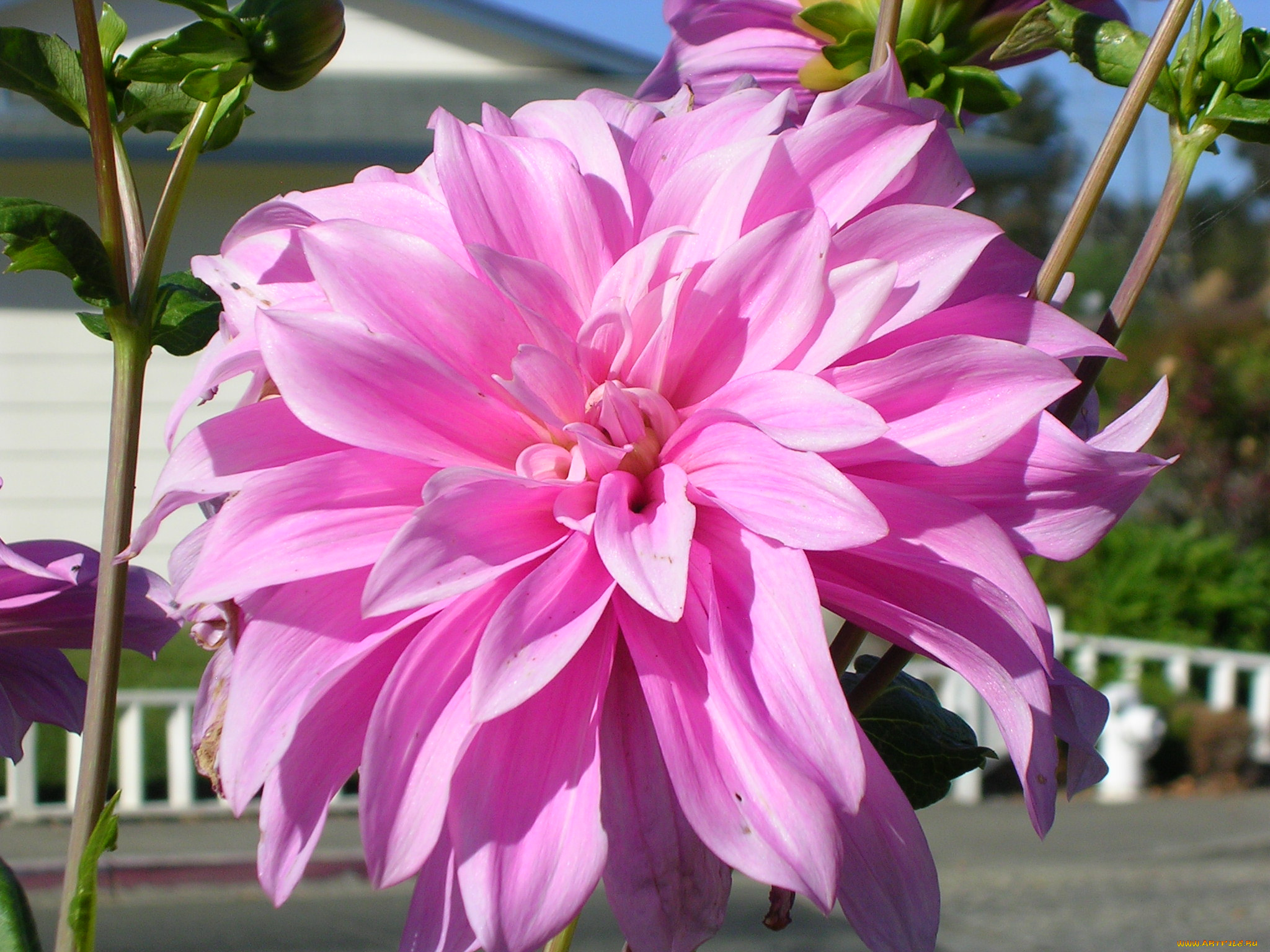 цветы, георгины, лепестки