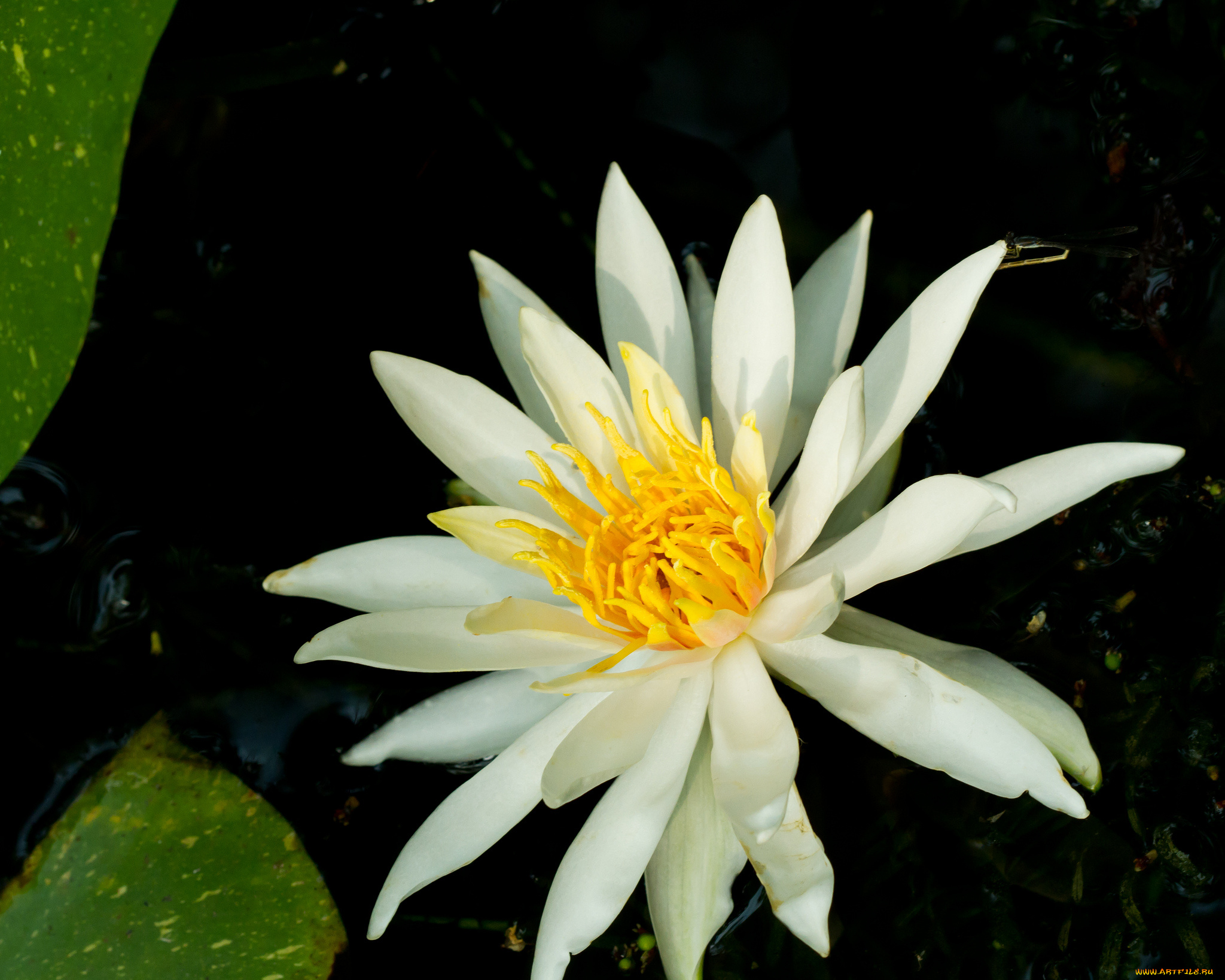 цветы, лилии, водяные, , нимфеи, , кувшинки, цветок, макро, водяная, лилия, лепестки, белый