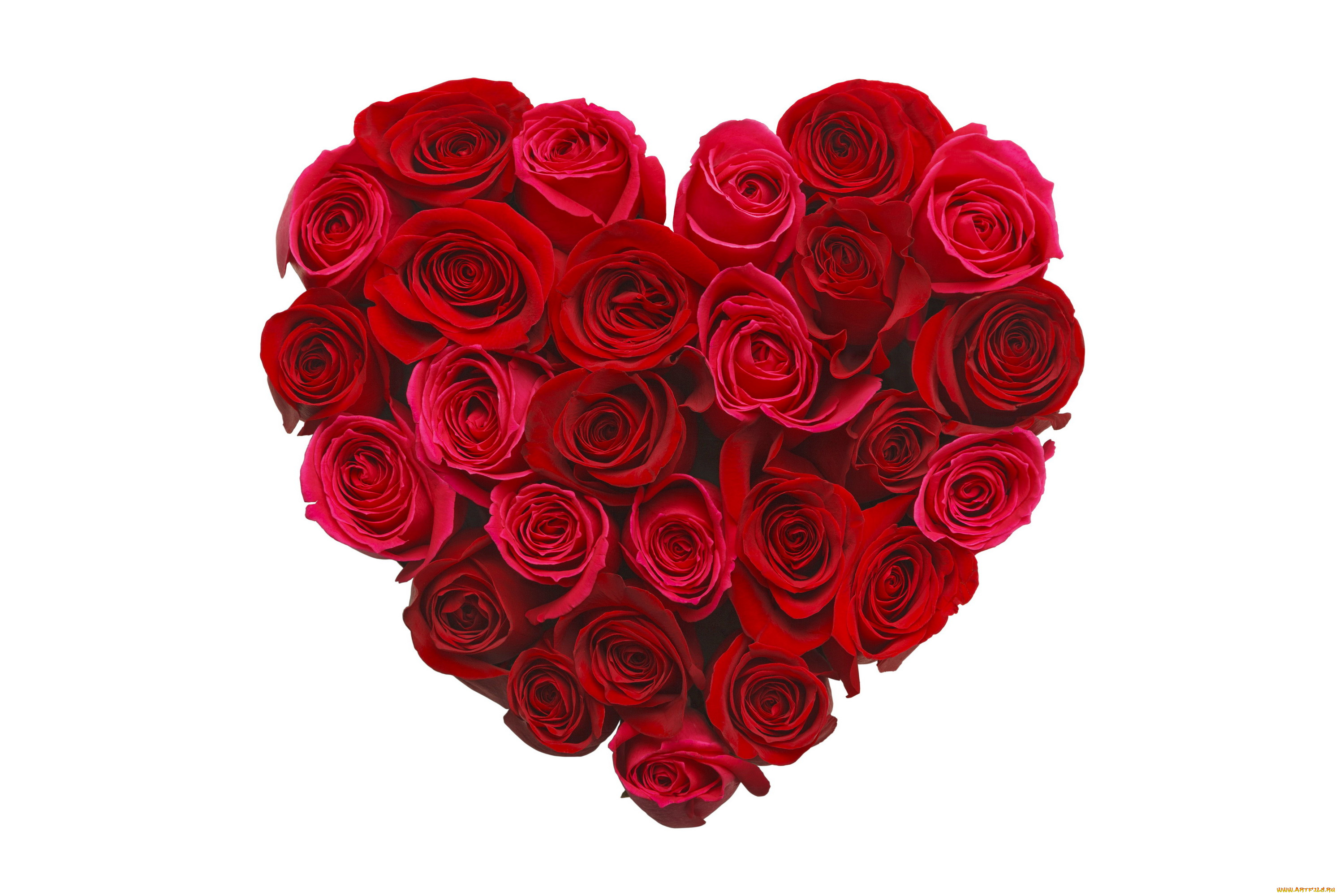 цветы, розы, алый