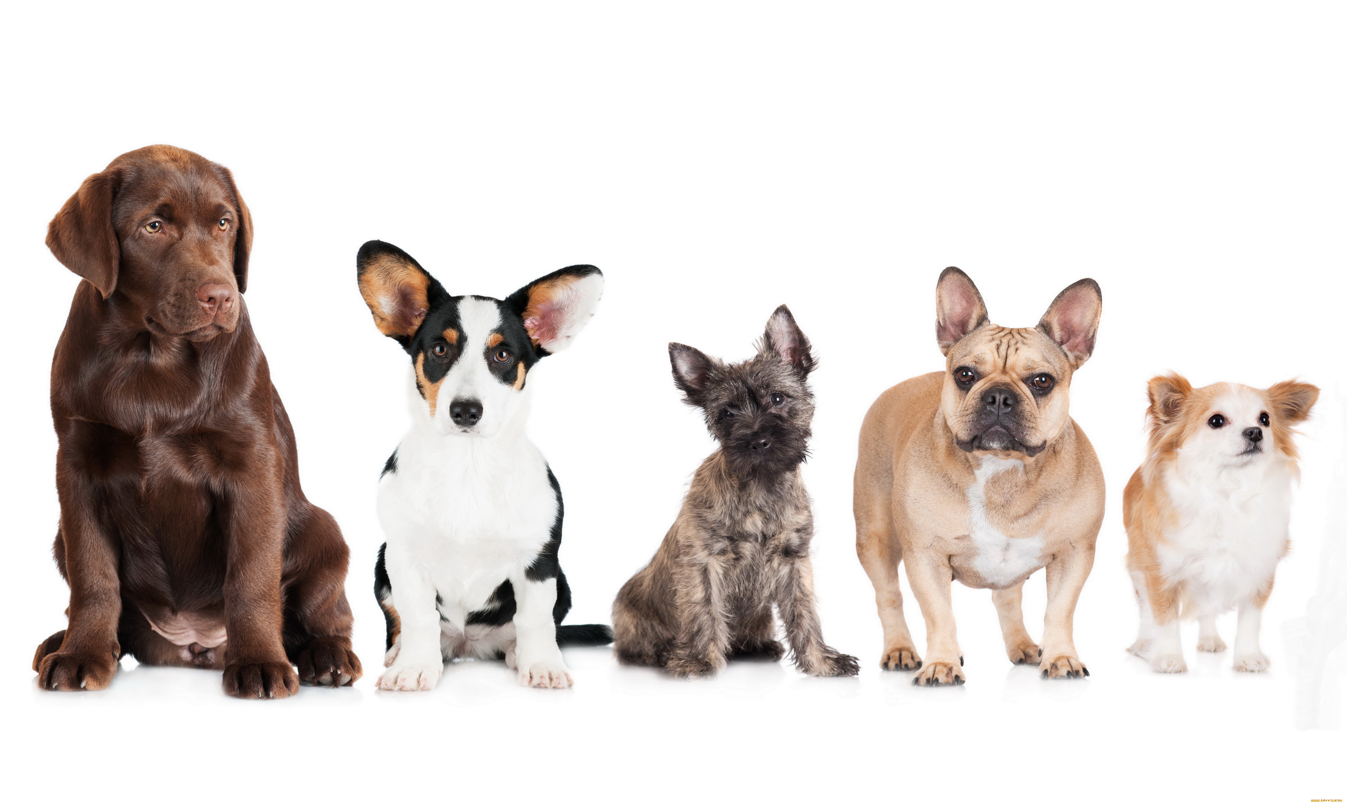 животные, собаки, кардиган, вельш-корги, ретривер, Чихуахуа