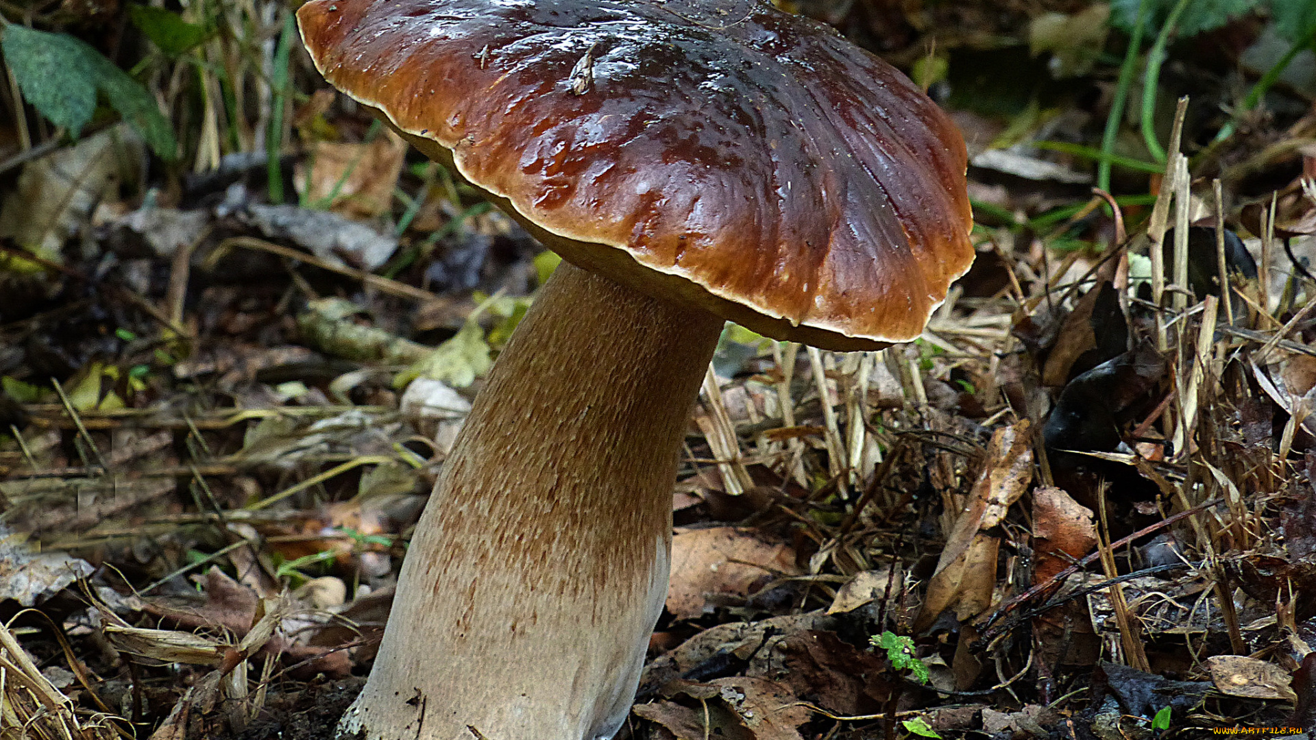 природа, грибы, грибочки