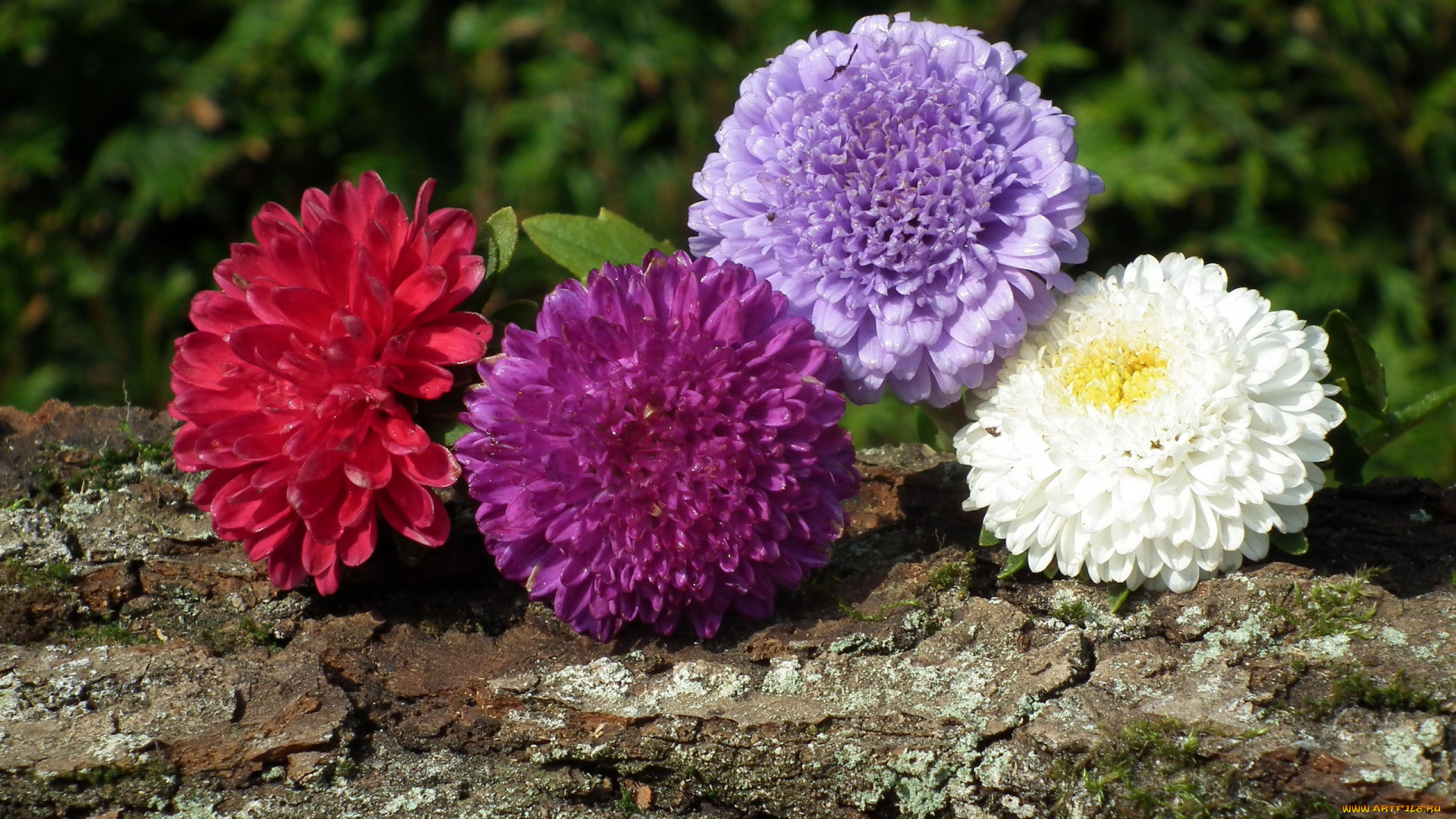 цветы, астры, четверка