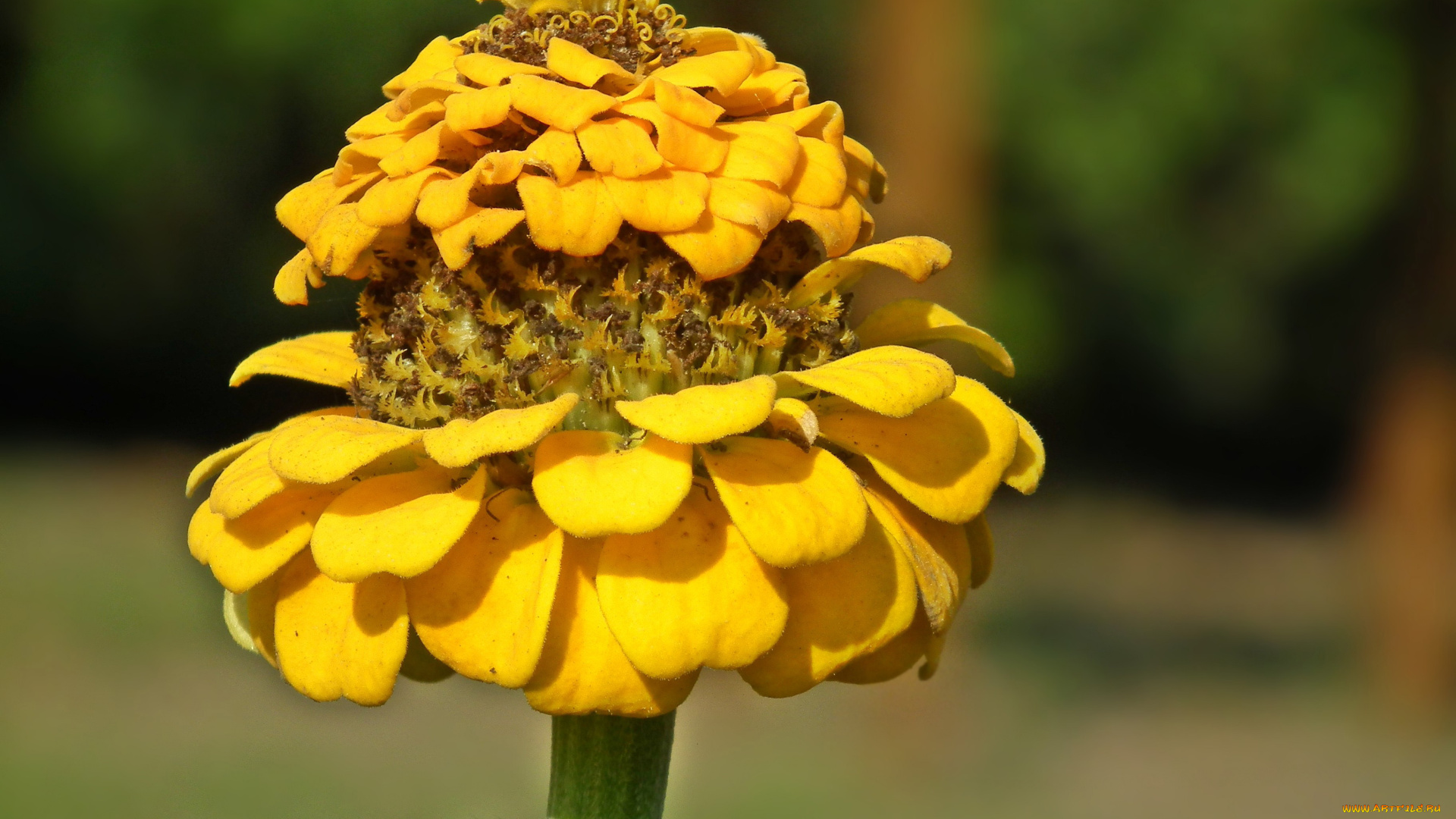 цветы, цинния, макро, желтый