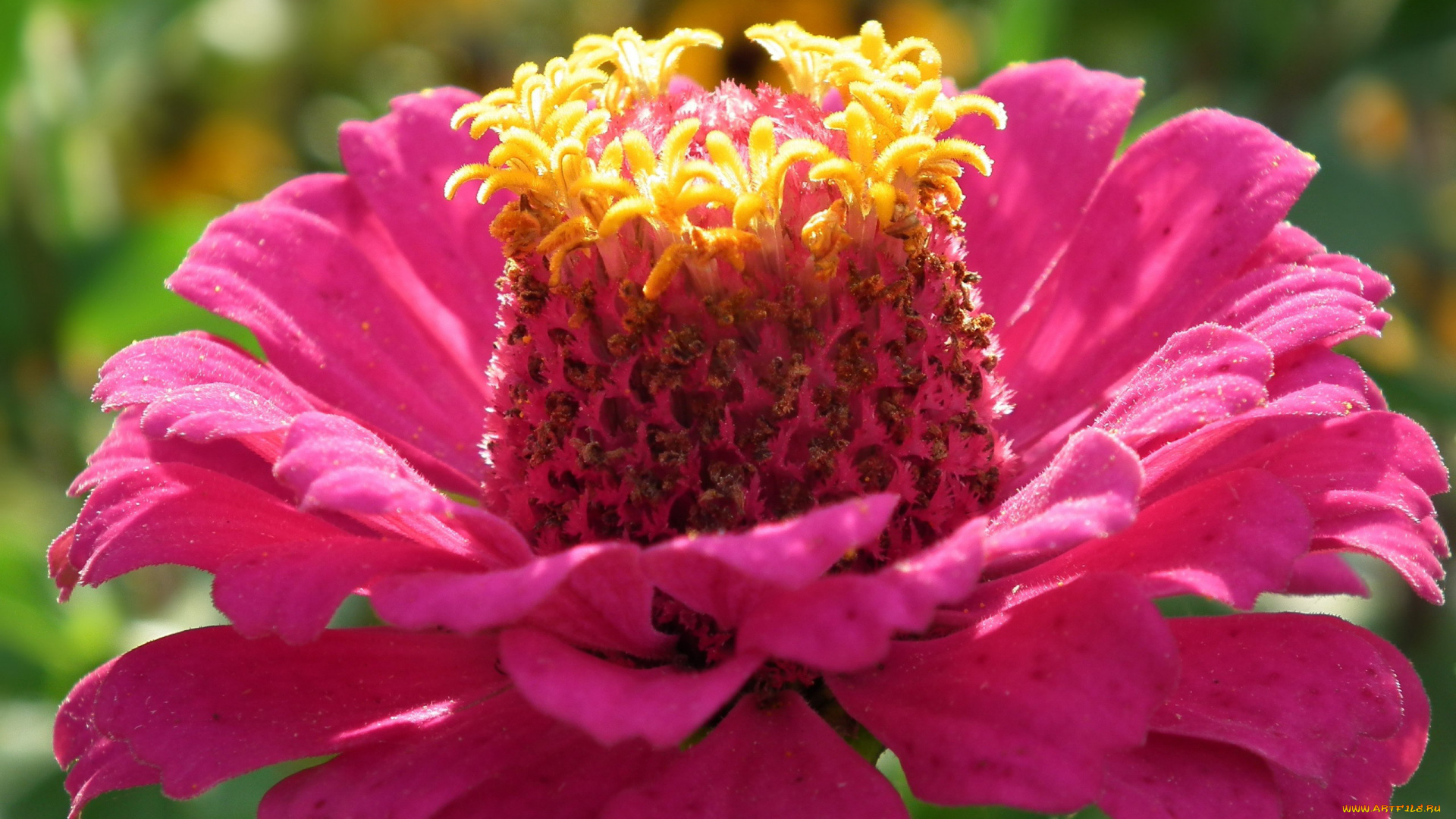 цветы, цинния, розовый, макро