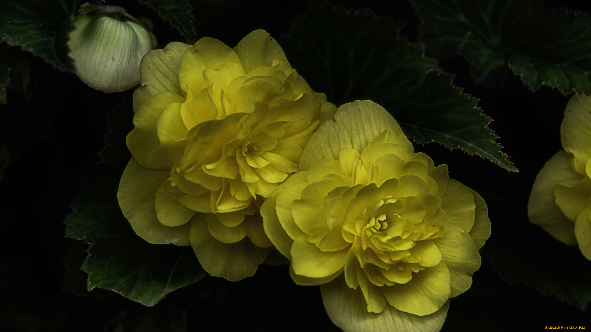 цветы, цветок