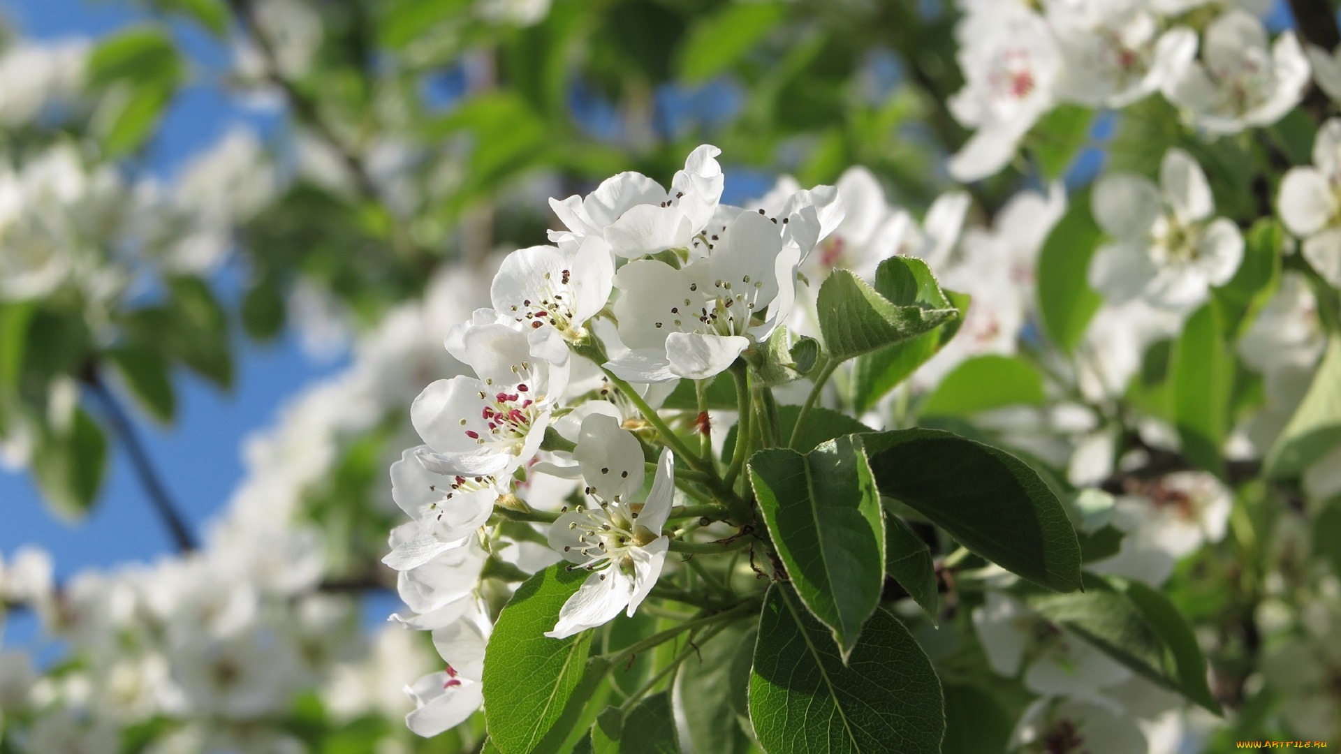 цветы, цветущие, деревья, , , кустарники, ветка