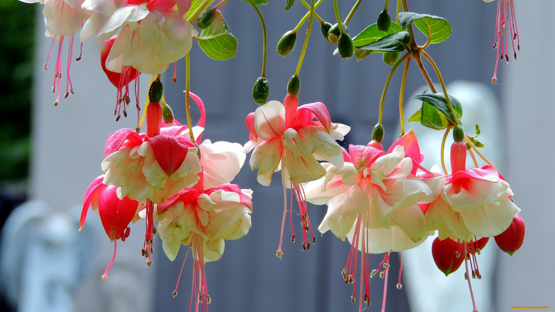 цветы, фуксия, бутоны, висячие