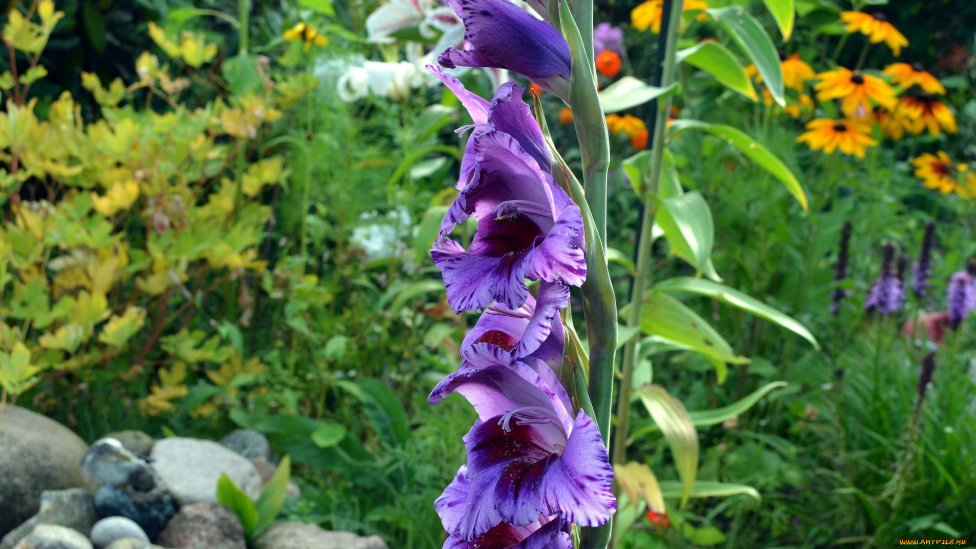 цветы, гладиолусы, пестрый