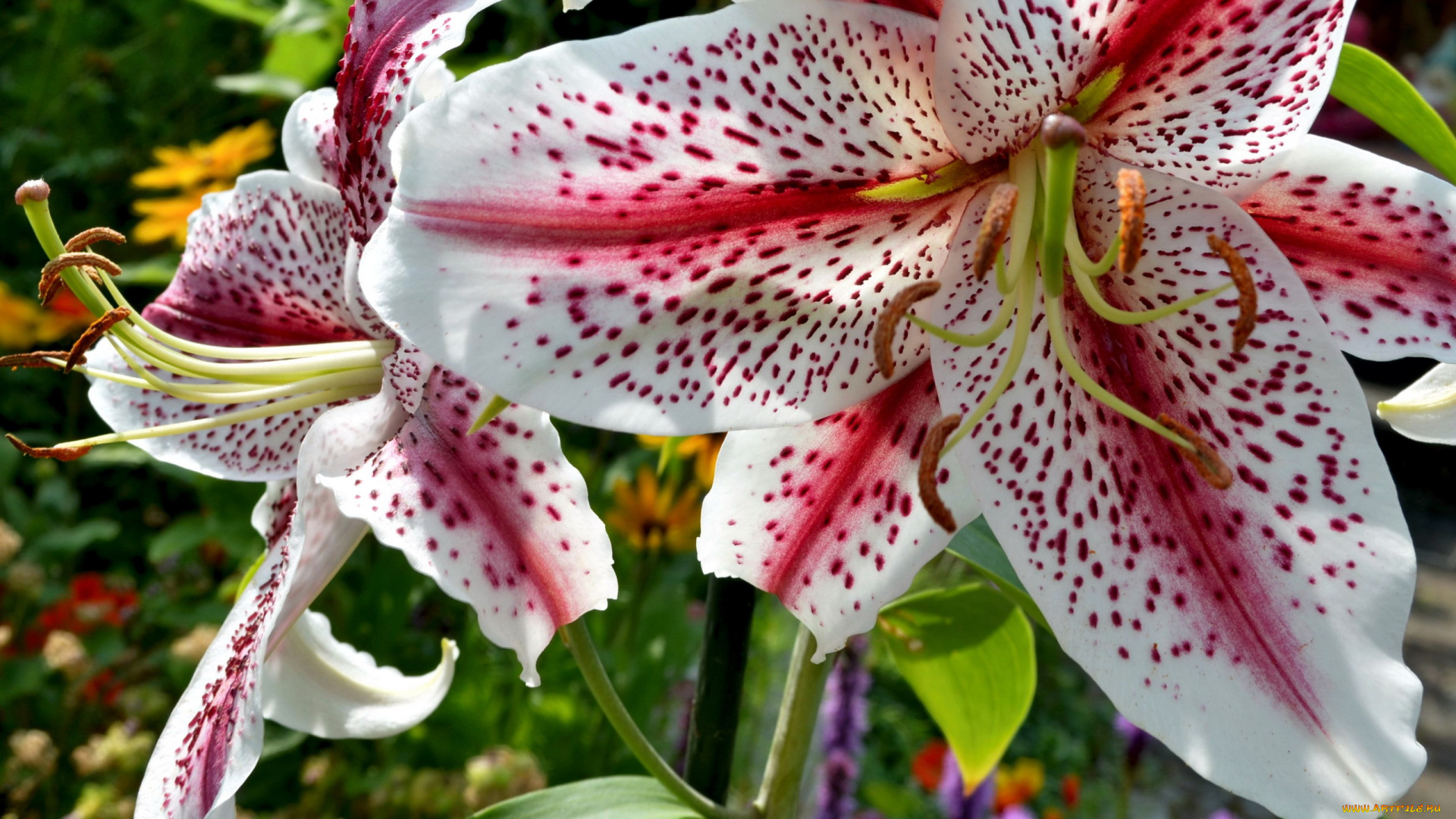 цветы, лилии, , лилейники, крапинки