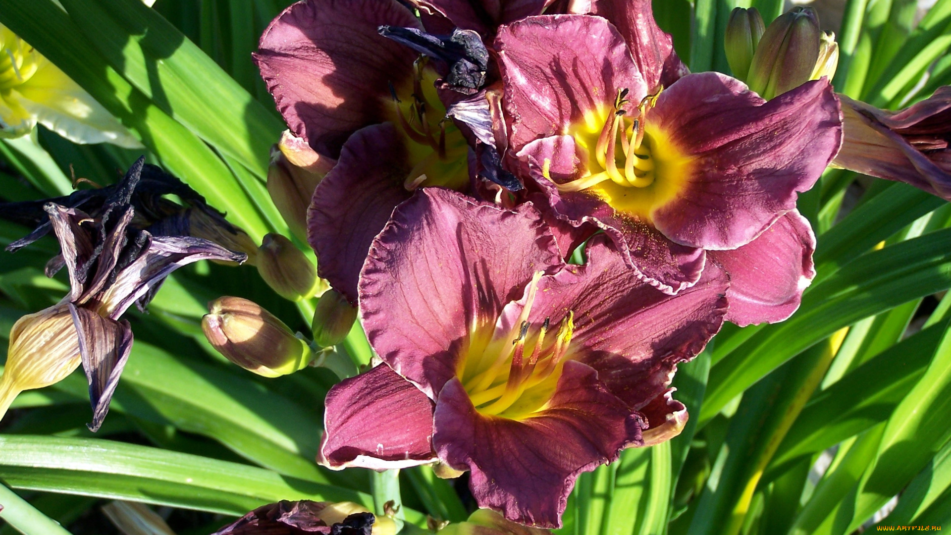 цветы, лилии, , лилейники, лилейник