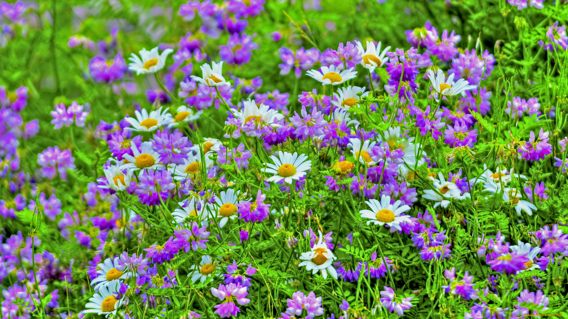 цветы, луговые, , полевые, , цветы, лепестки