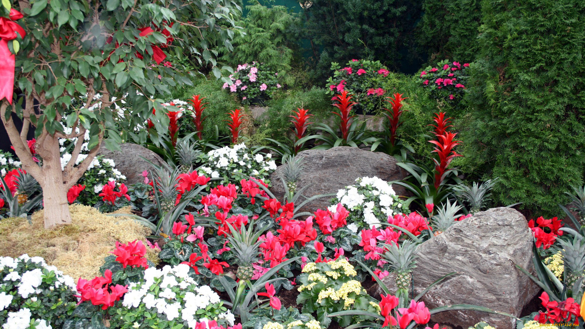 цветы, разные, вместе, камни, цикламен, азалия, ананасы