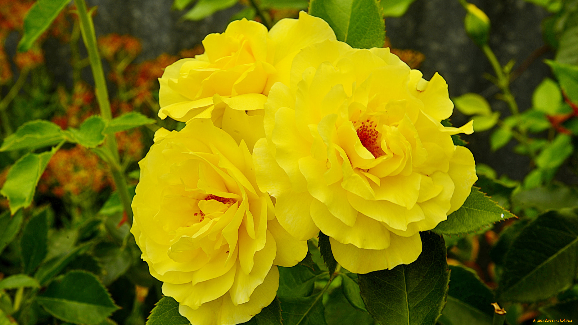 цветы, розы, цветок