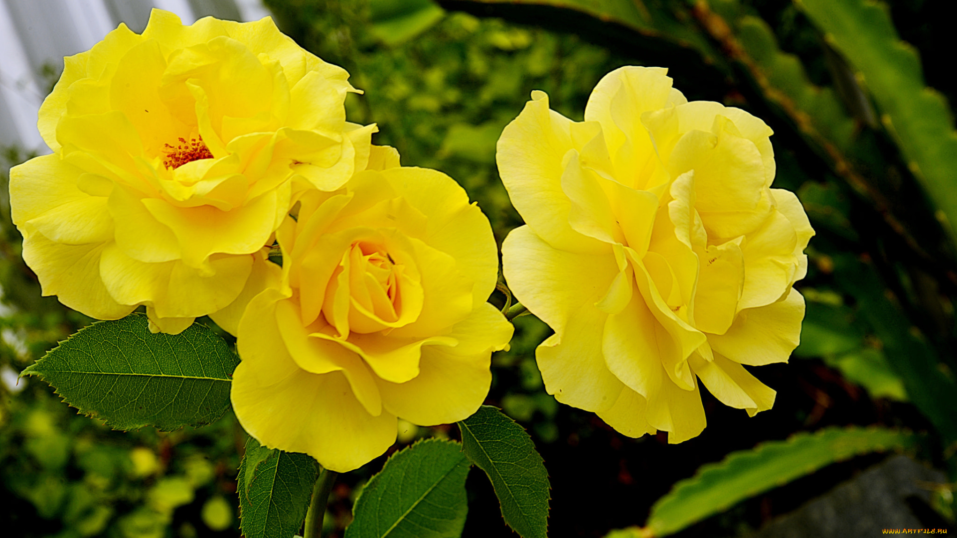 цветы, розы, цветок